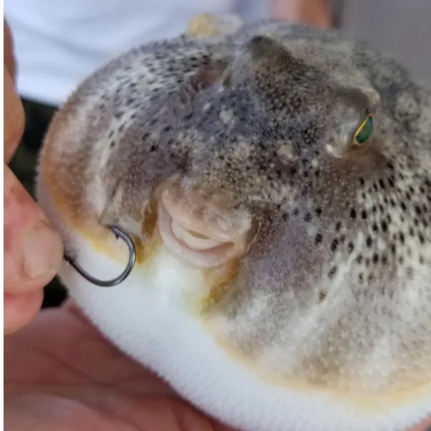 Northern puffer caught on Fishbrain