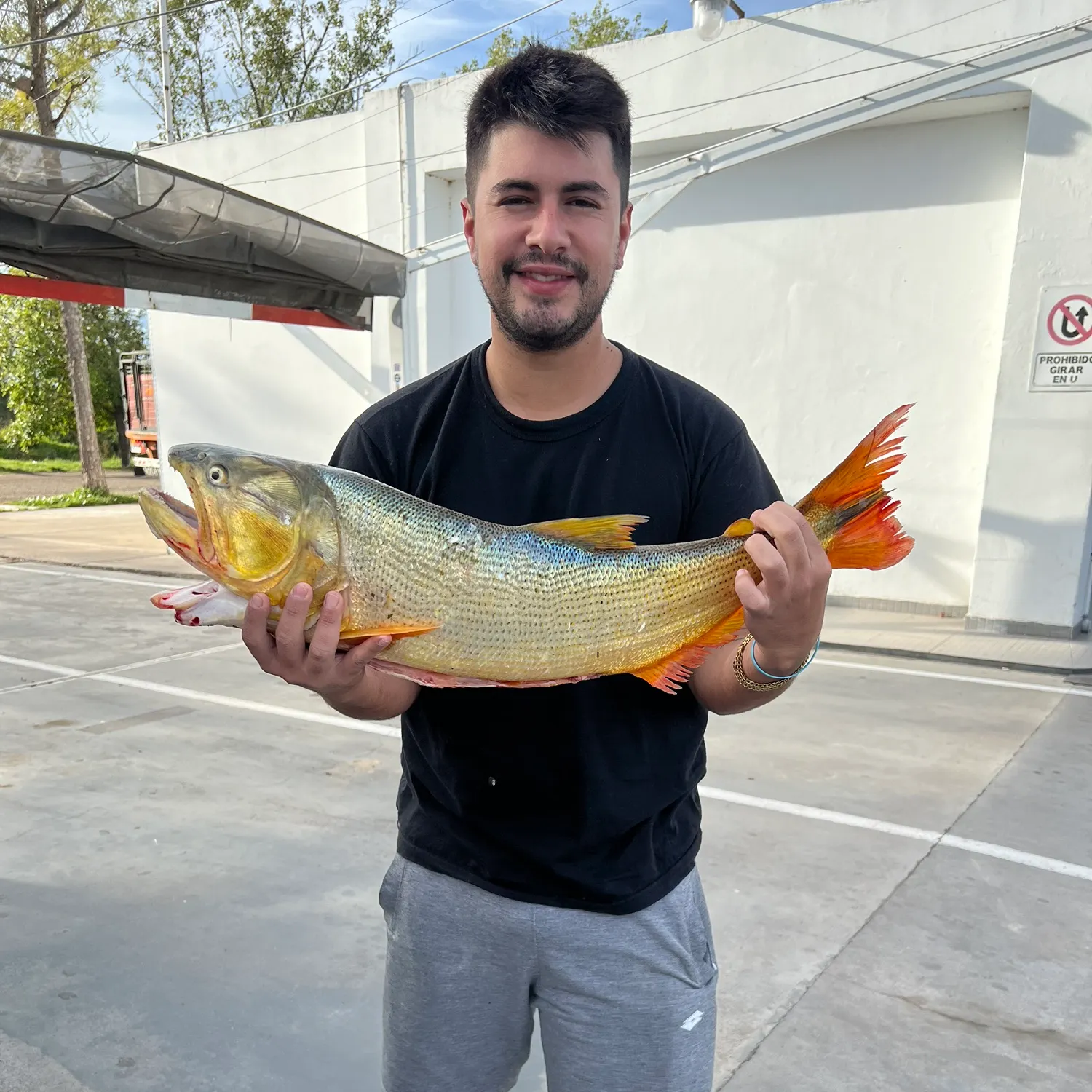 The most recent Golden dorado catches on Fishbrain