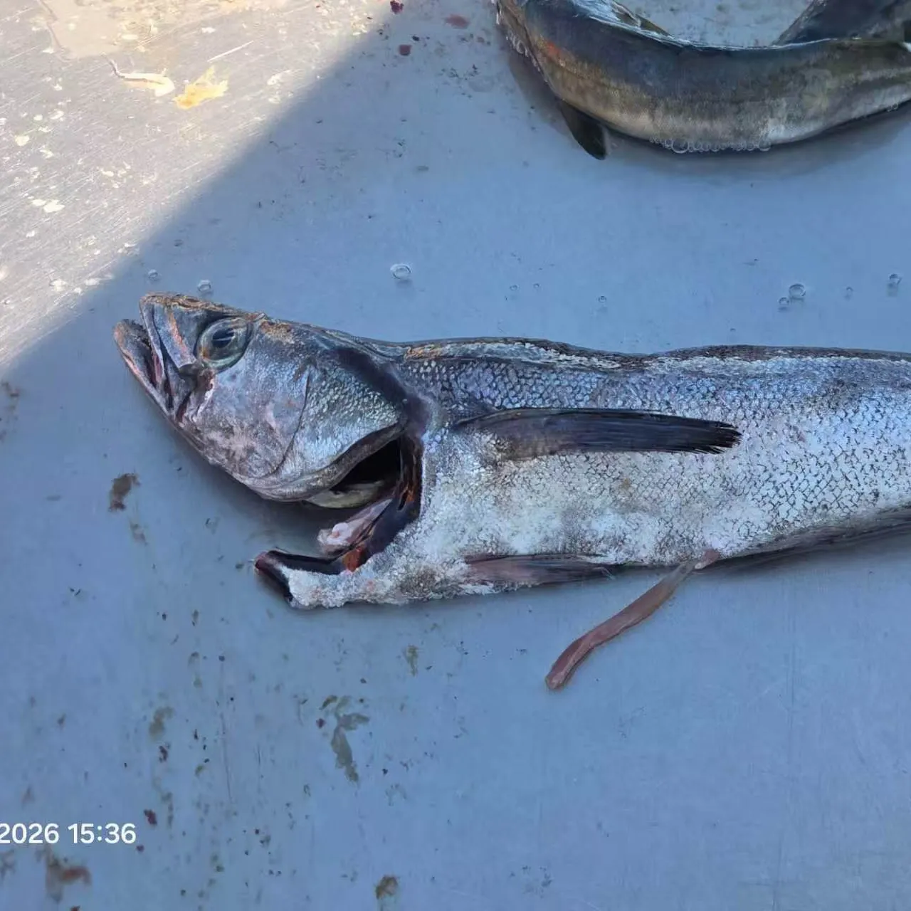 The most recent South Pacific hake catches on Fishbrain