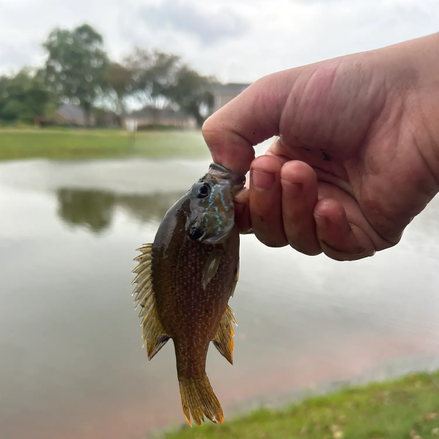 Greengill hybrid caught on Fishbrain
