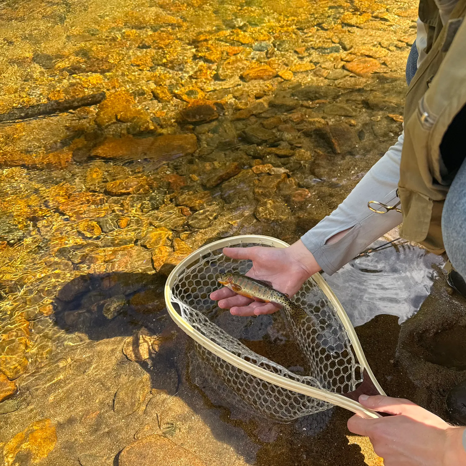 The most recent Colorado river cutthroat trout catches on Fishbrain