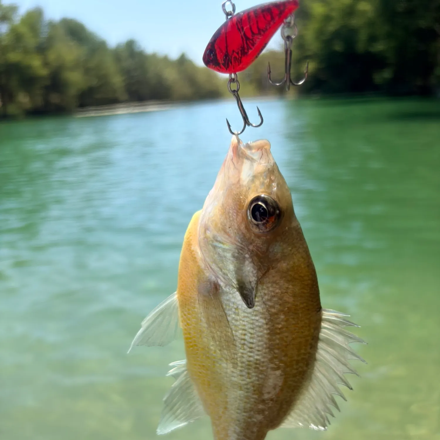 Redbreast sunfish caught on Fishbrain