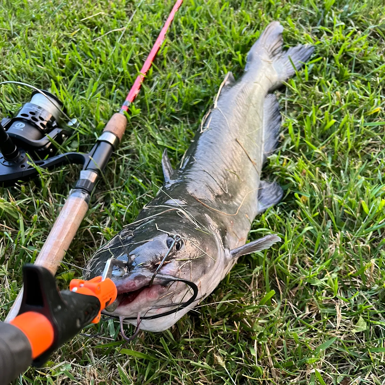 Channel catfish caught on Fishbrain