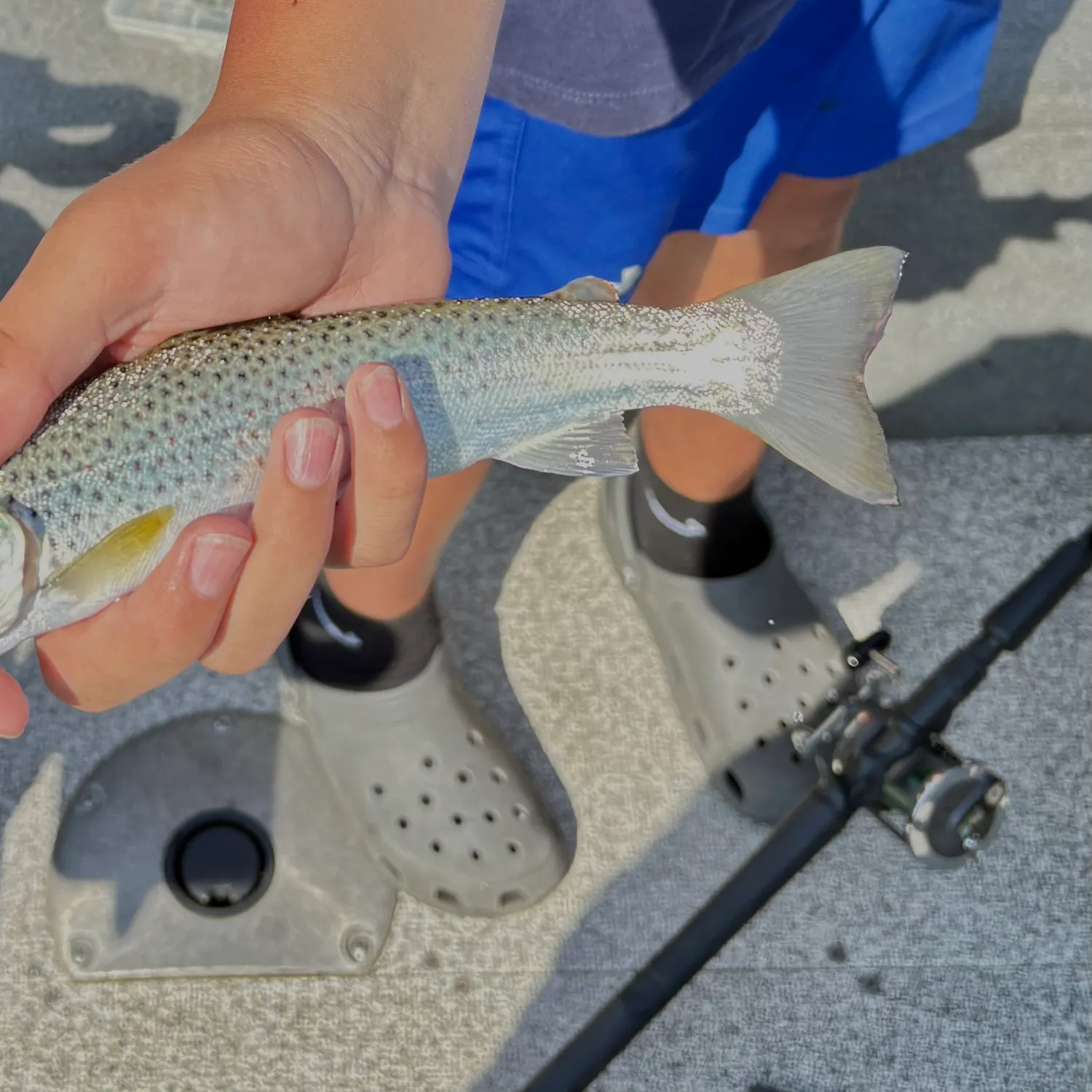 The most recent Brown trout catches on Fishbrain
