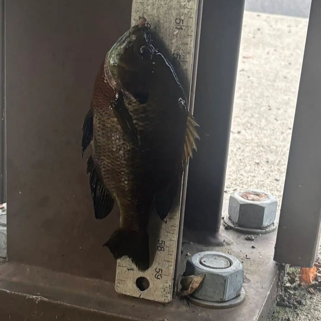 Bluegill caught on Fishbrain