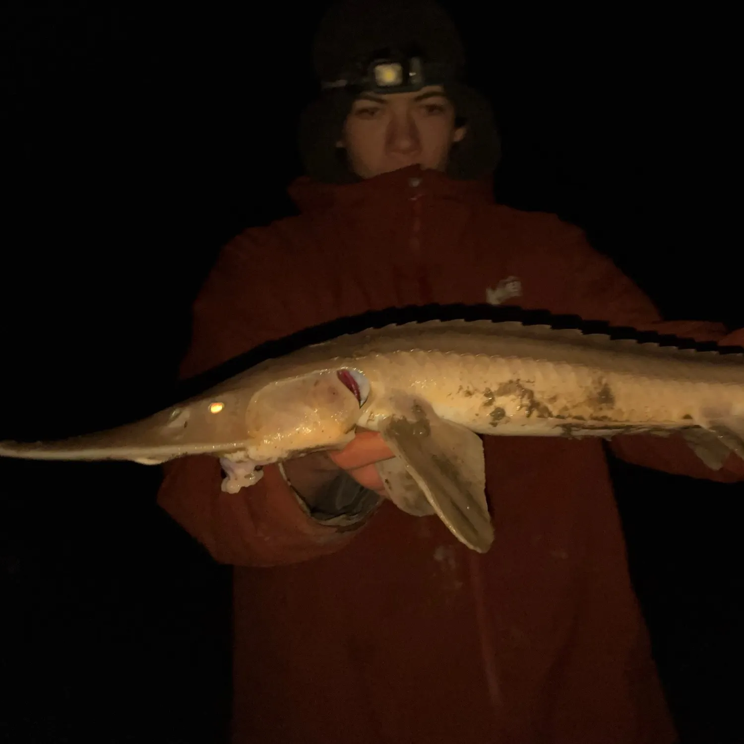 Shovelnose sturgeon caught on Fishbrain