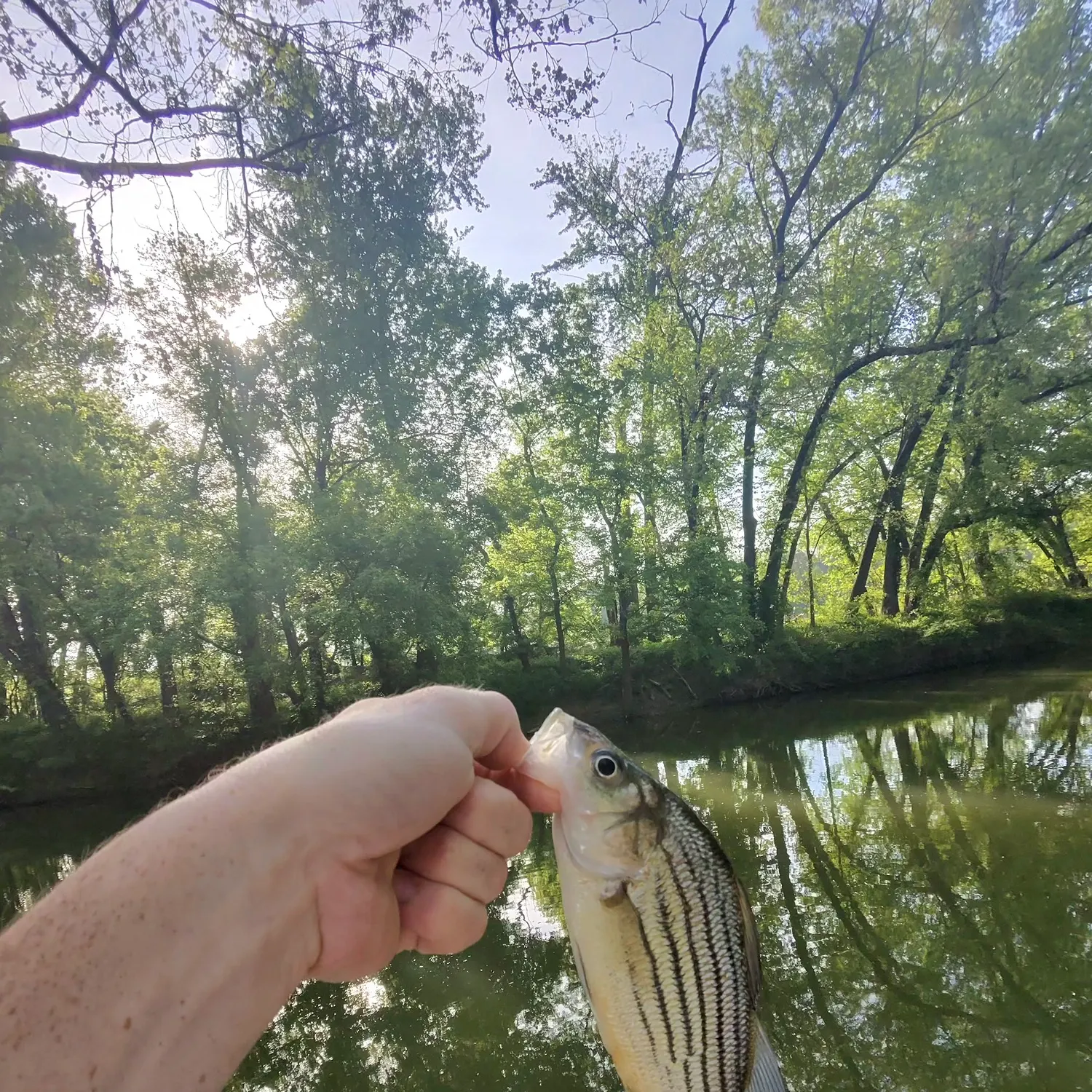 The most recent Yellow bass catches on Fishbrain