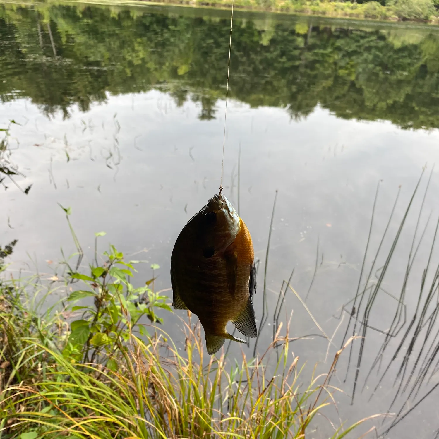 Bluegill caught on Fishbrain