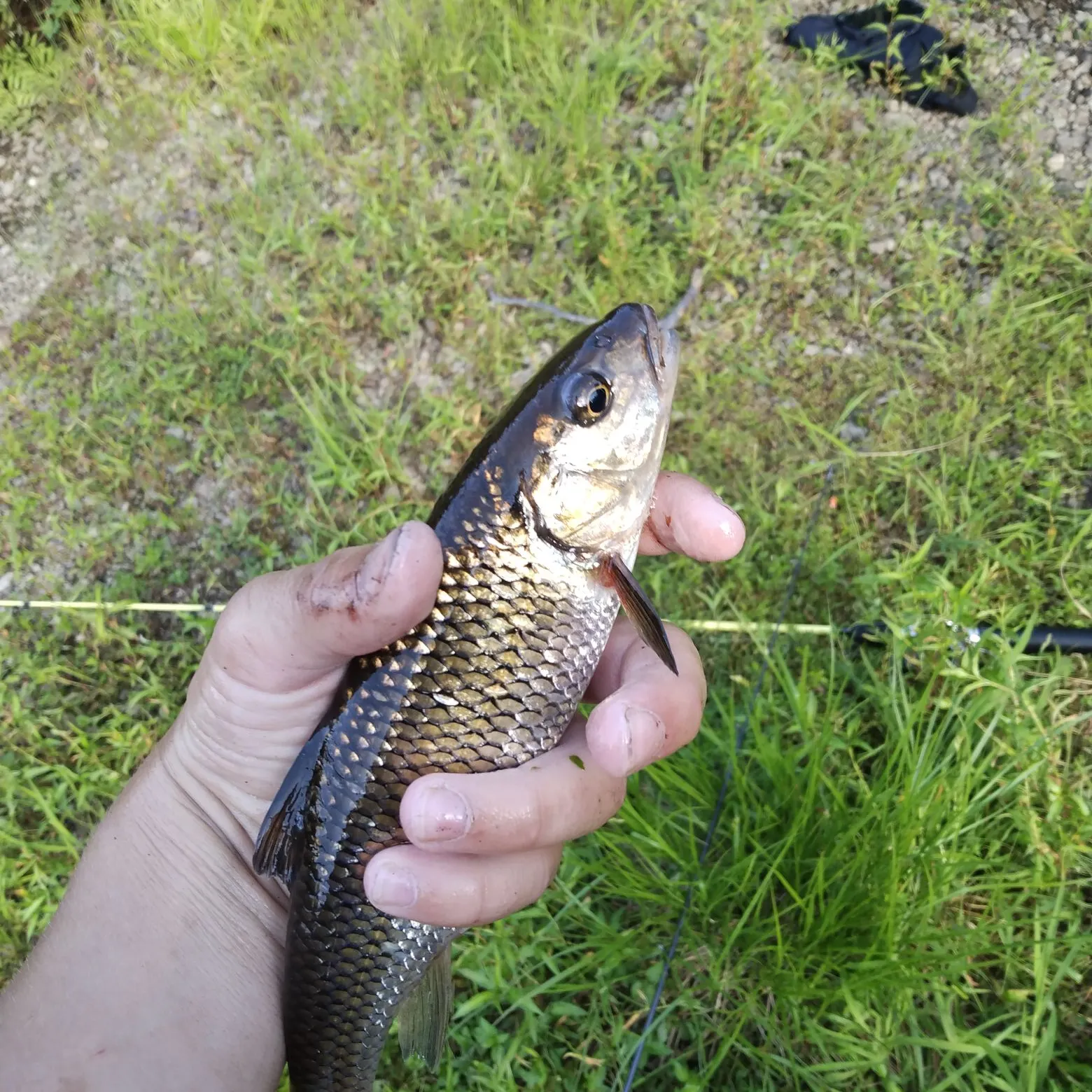 The most recent Fallfish catches on Fishbrain