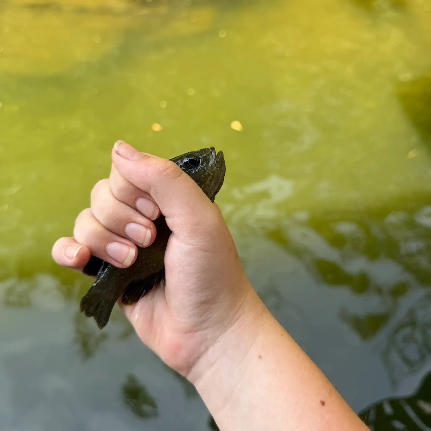 Green sunfish caught on Fishbrain