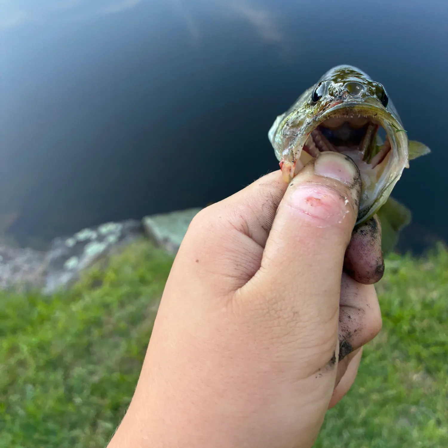 Largemouth bass caught on Fishbrain