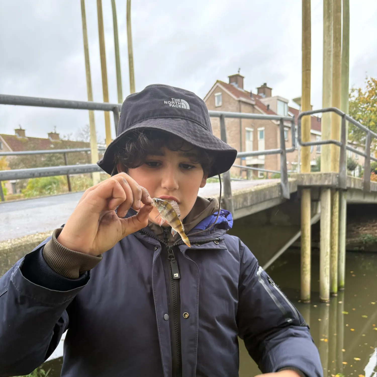 European perch caught on Fishbrain