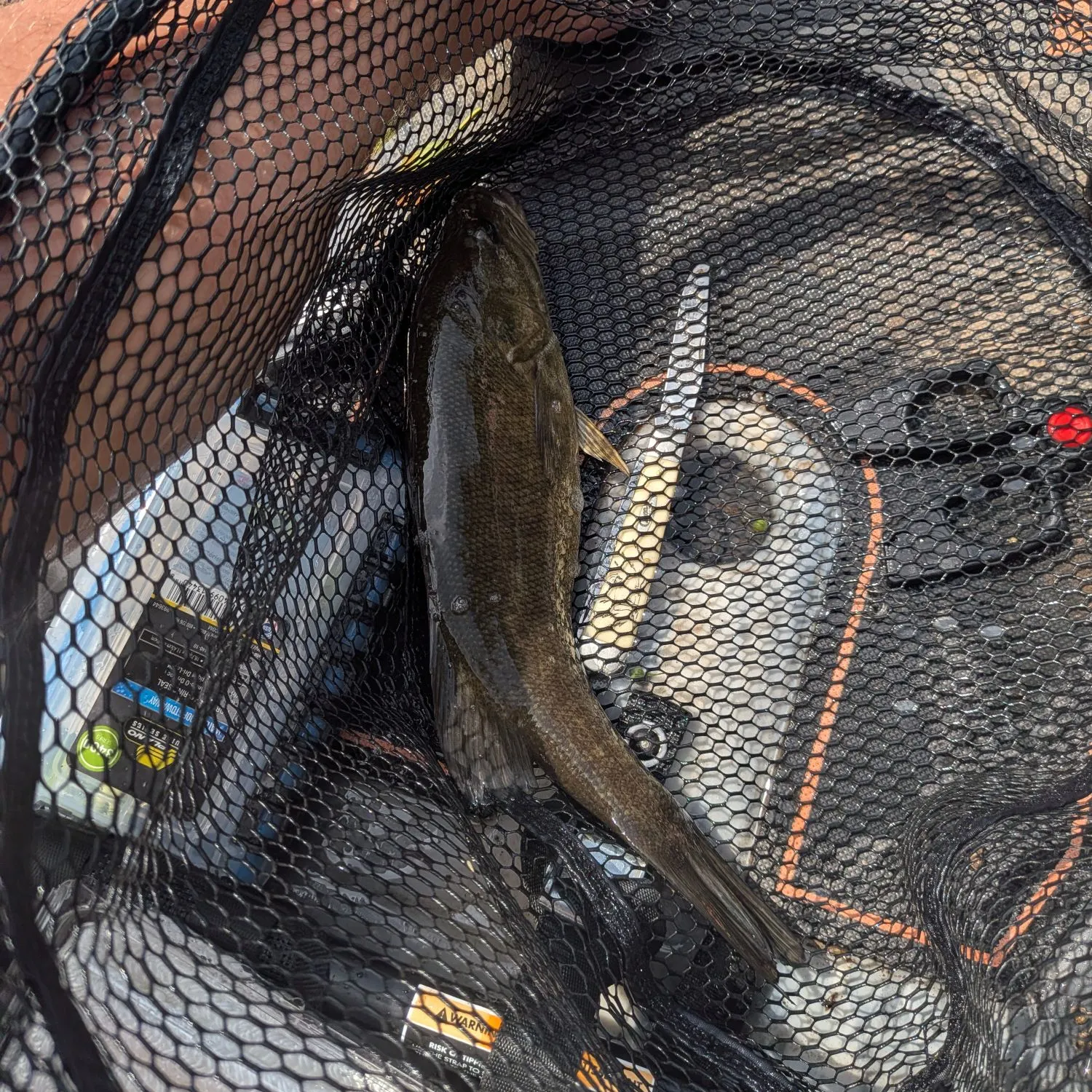 Smallmouth bass caught on Fishbrain