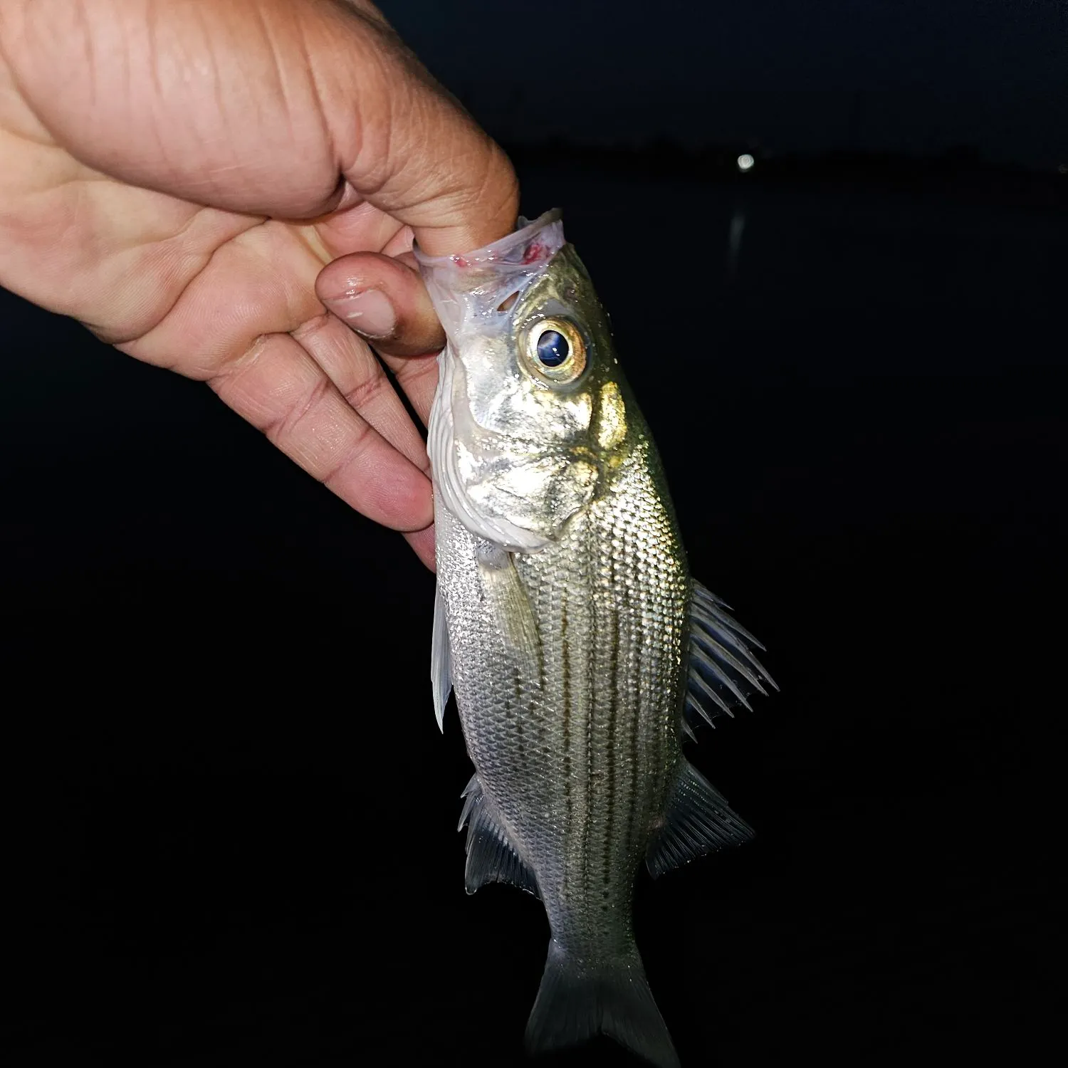 White bass caught on Fishbrain