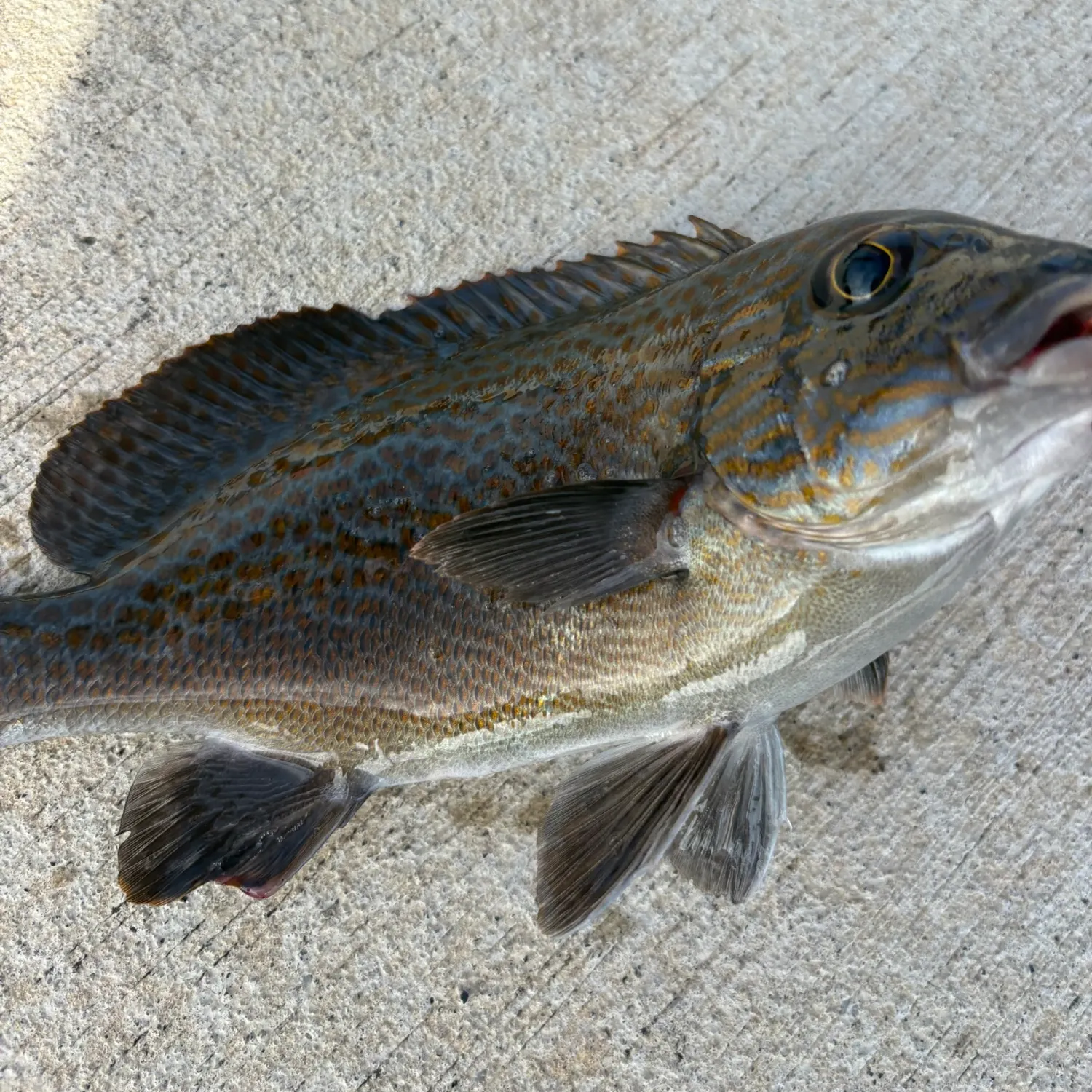 The most recent Harry hotlips catches on Fishbrain