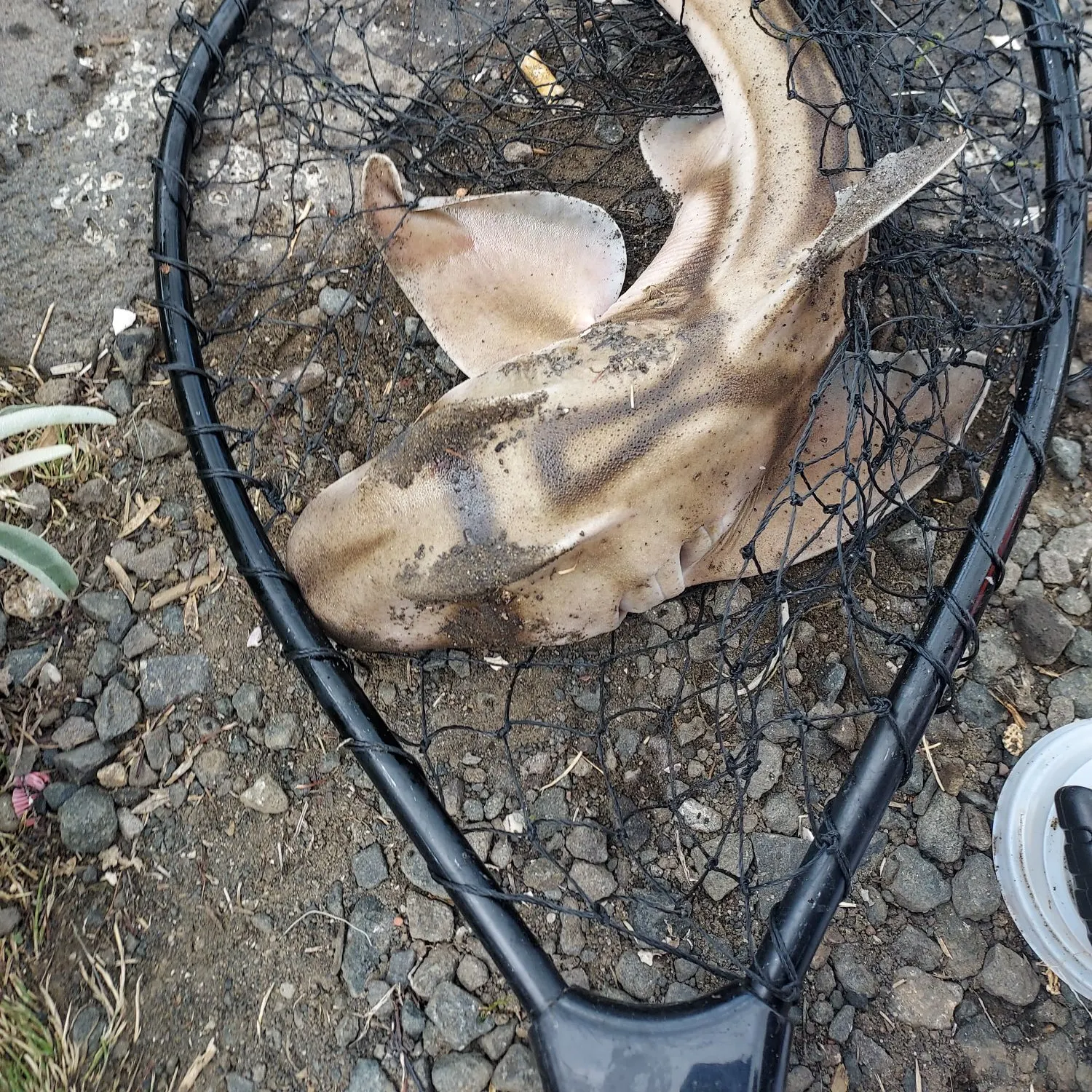 The most recent Port Jackson shark catches on Fishbrain