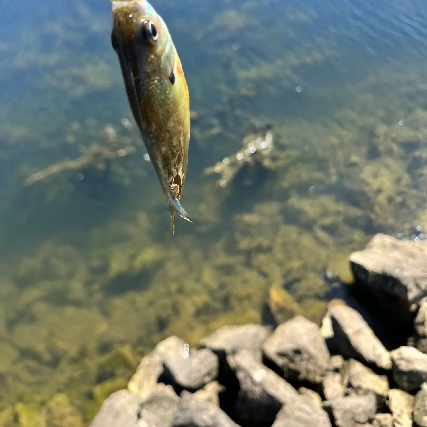 Bluegill caught on Fishbrain