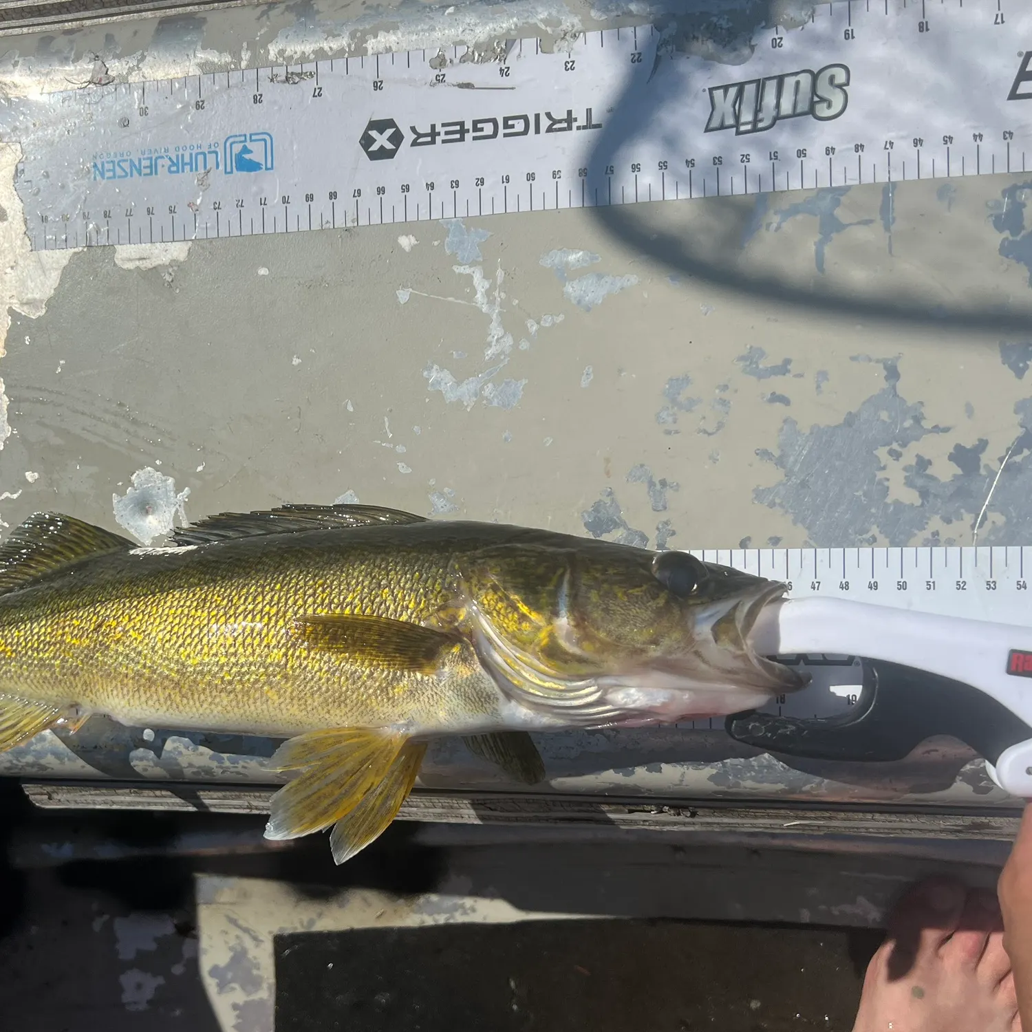 Walleye caught on Fishbrain