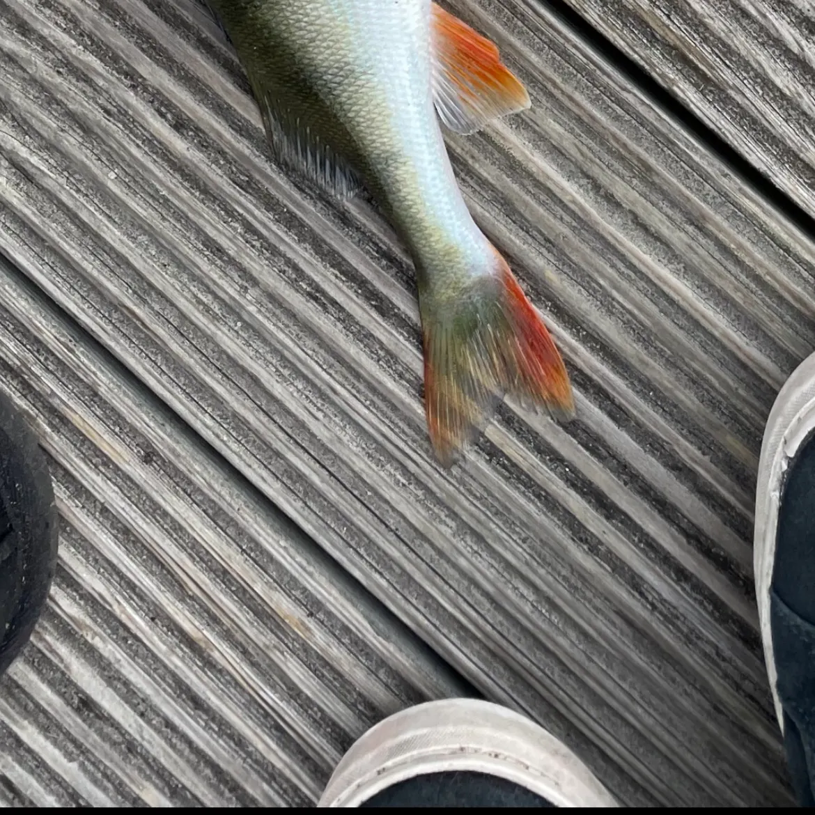 European perch caught on Fishbrain