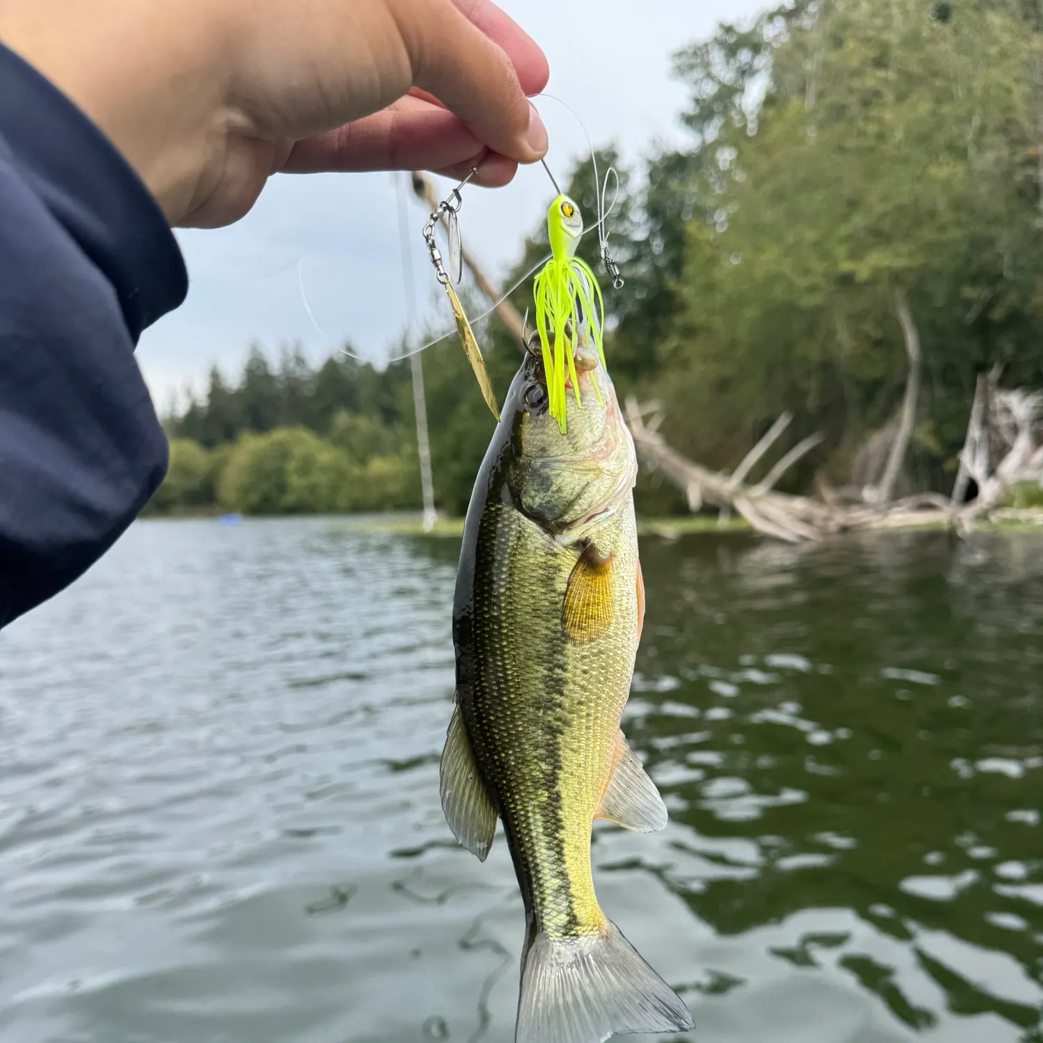 Largemouth bass caught on Fishbrain