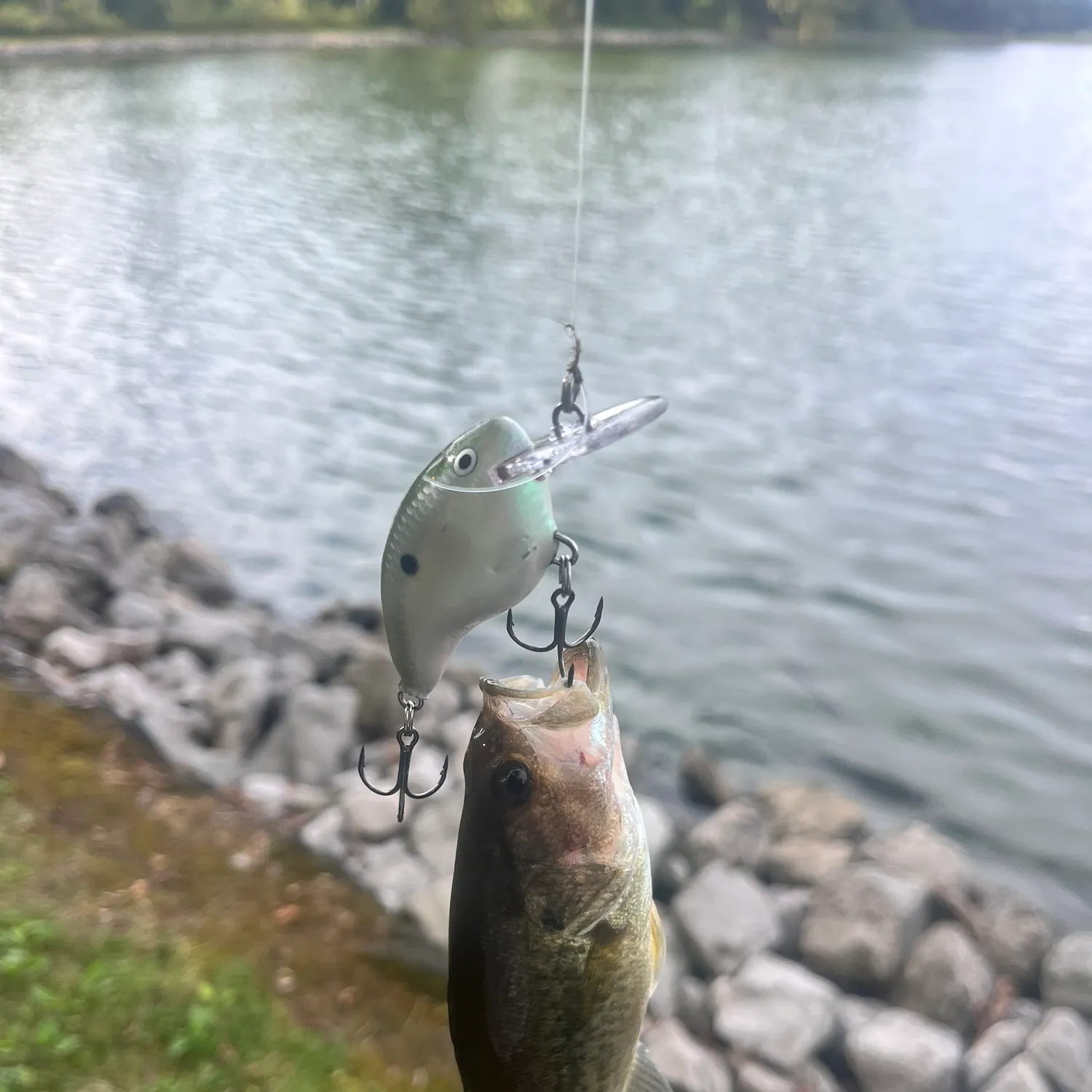 Largemouth bass caught on Fishbrain