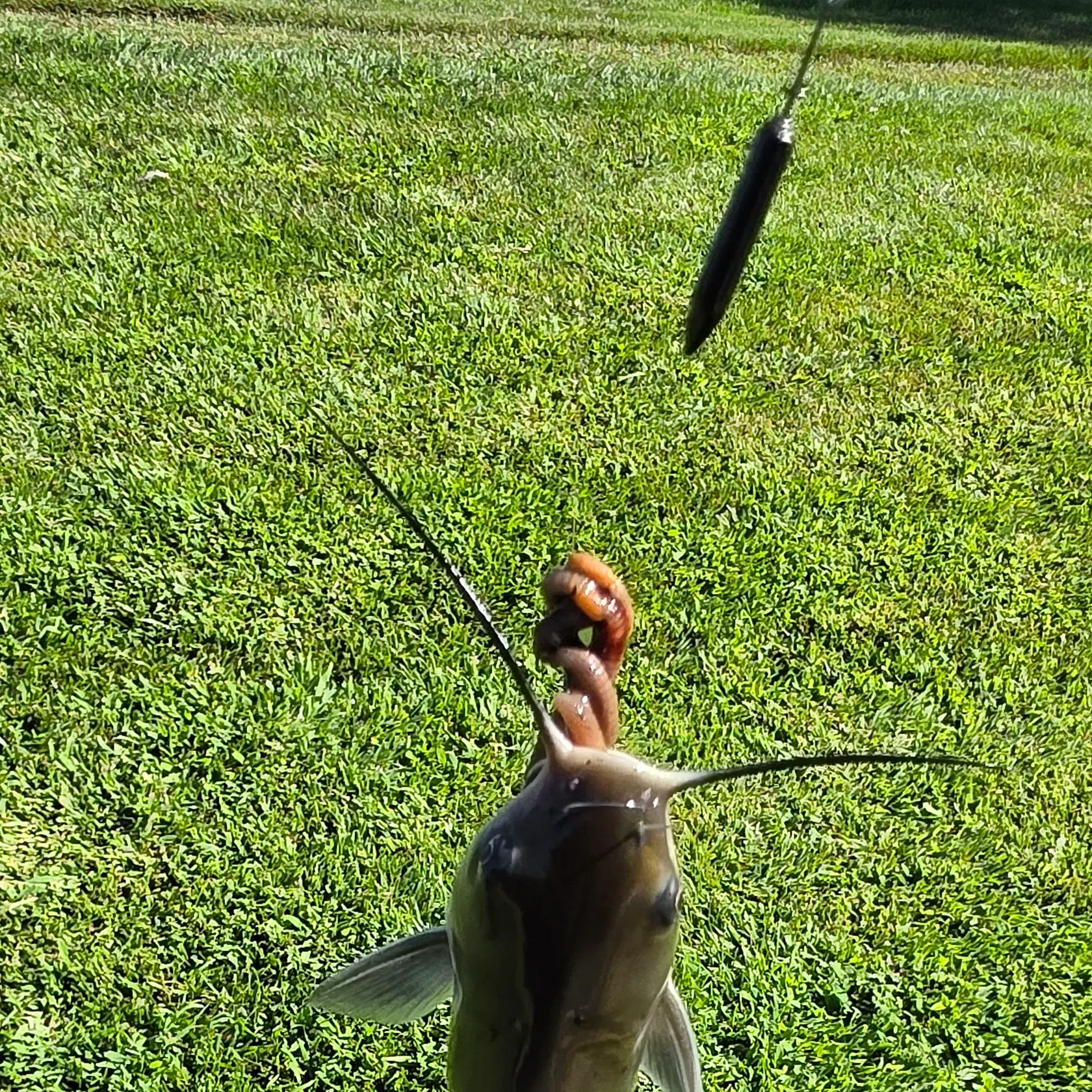 Channel catfish caught on Fishbrain