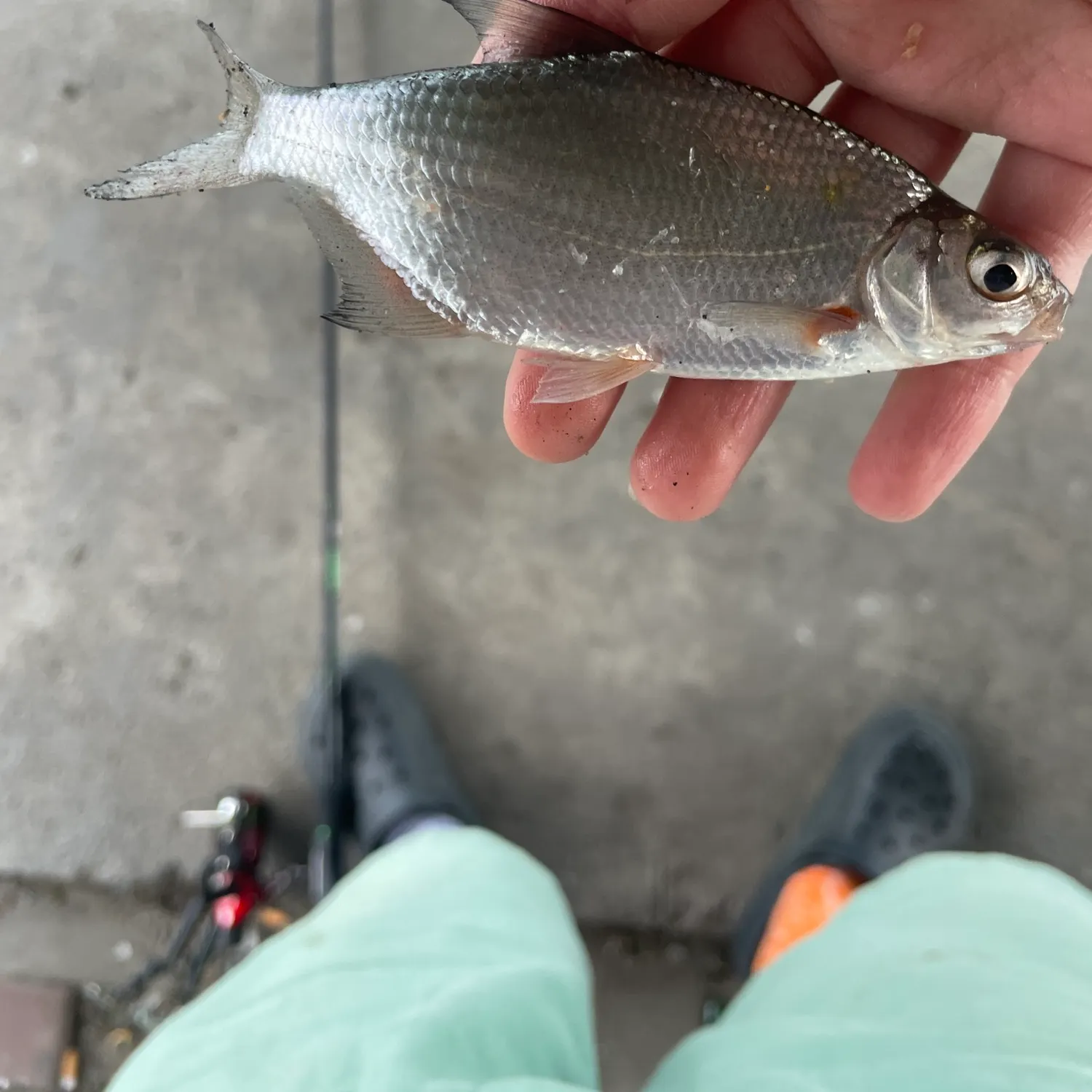 The most recent White bream catches on Fishbrain