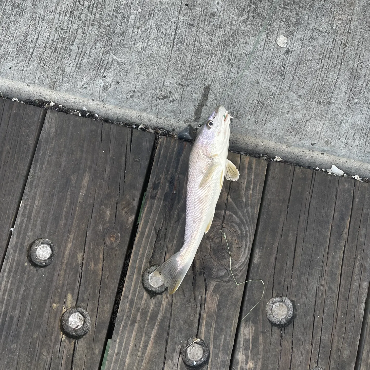 The most recent Gulf kingcroaker catches on Fishbrain