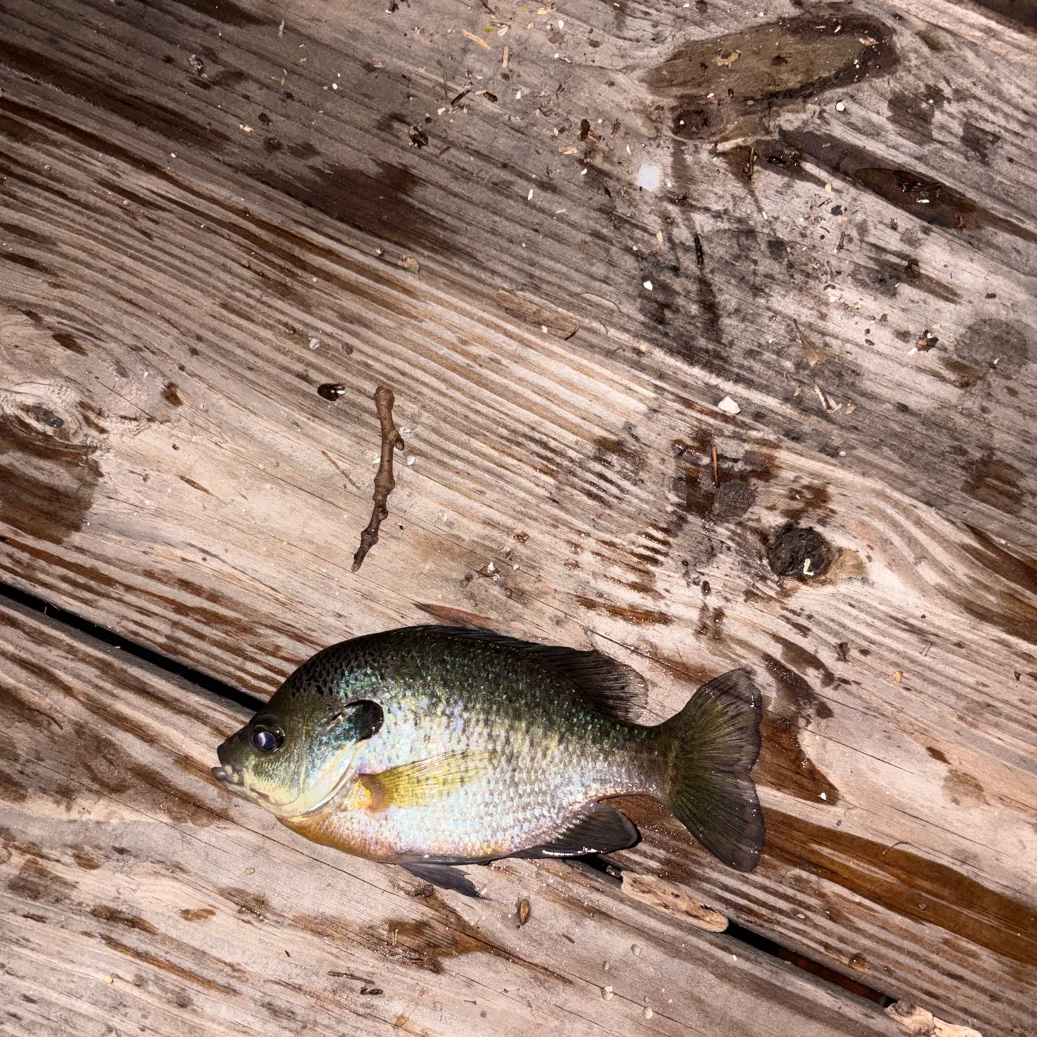 recently logged catches