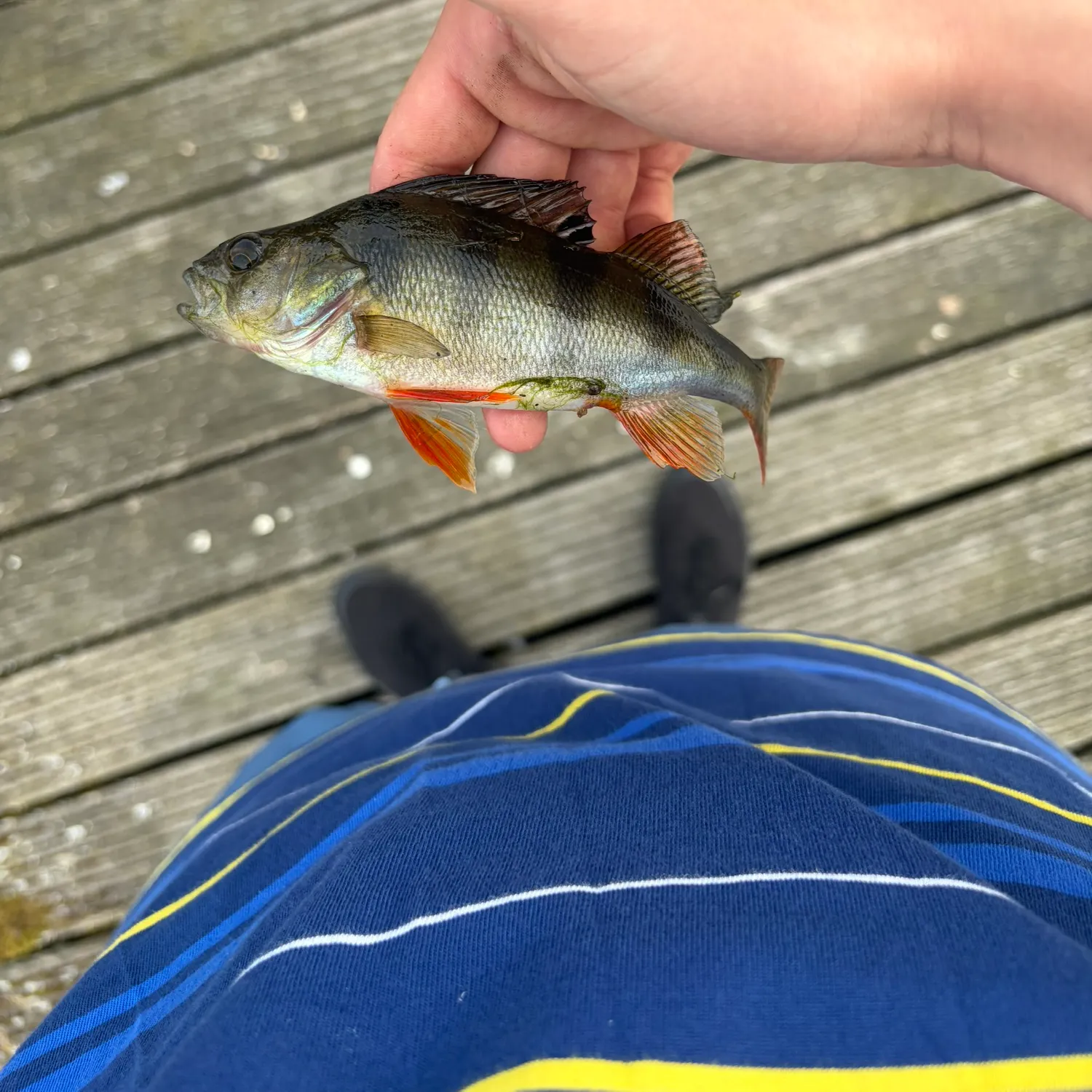 European perch caught on Fishbrain