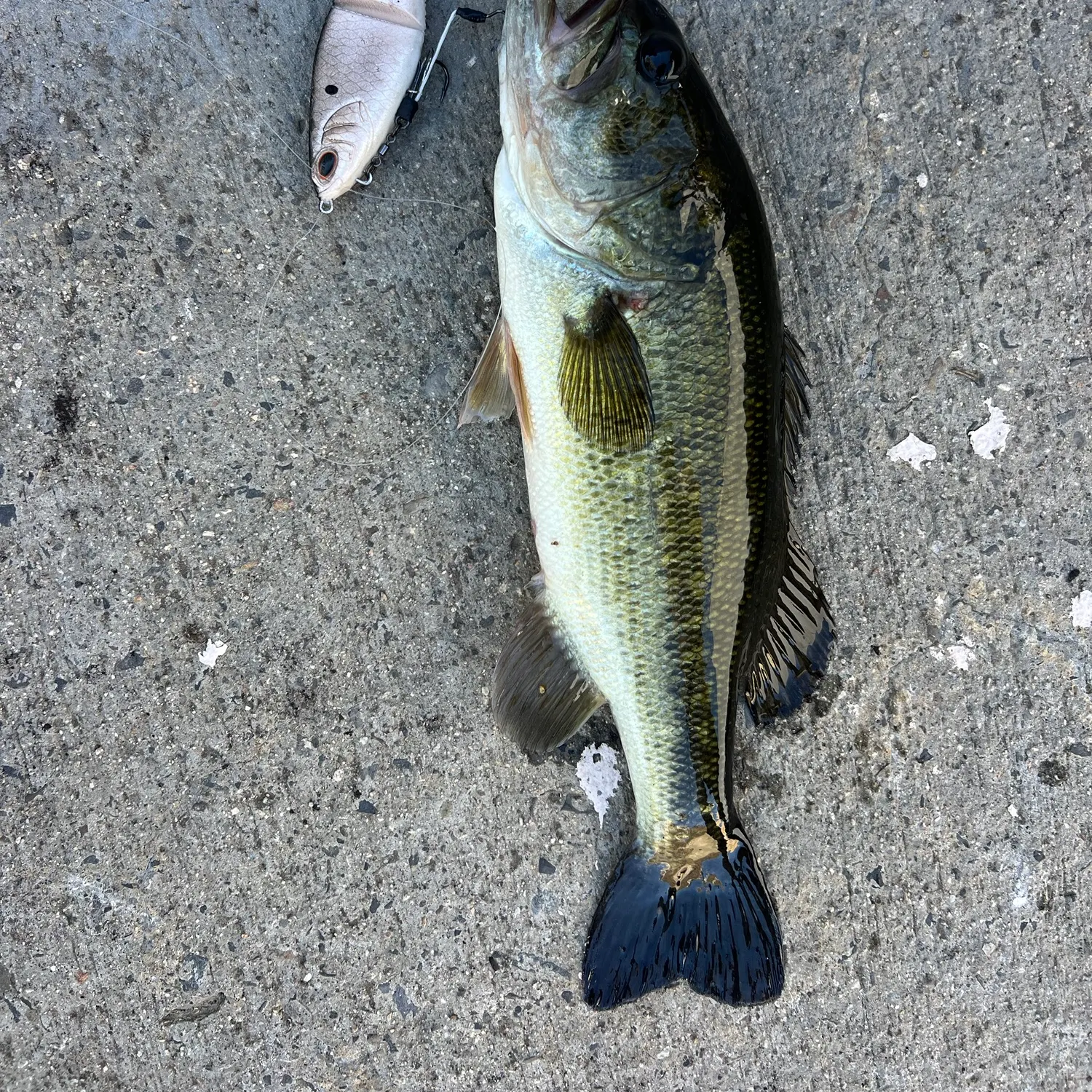 Largemouth bass caught on Fishbrain