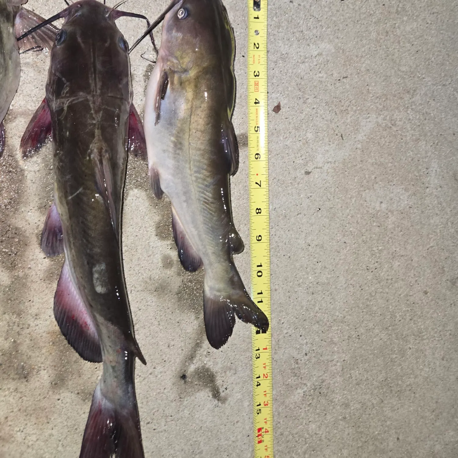 recently logged catches