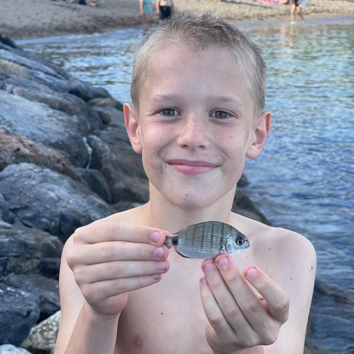 The most recent Saddled seabream catches on Fishbrain