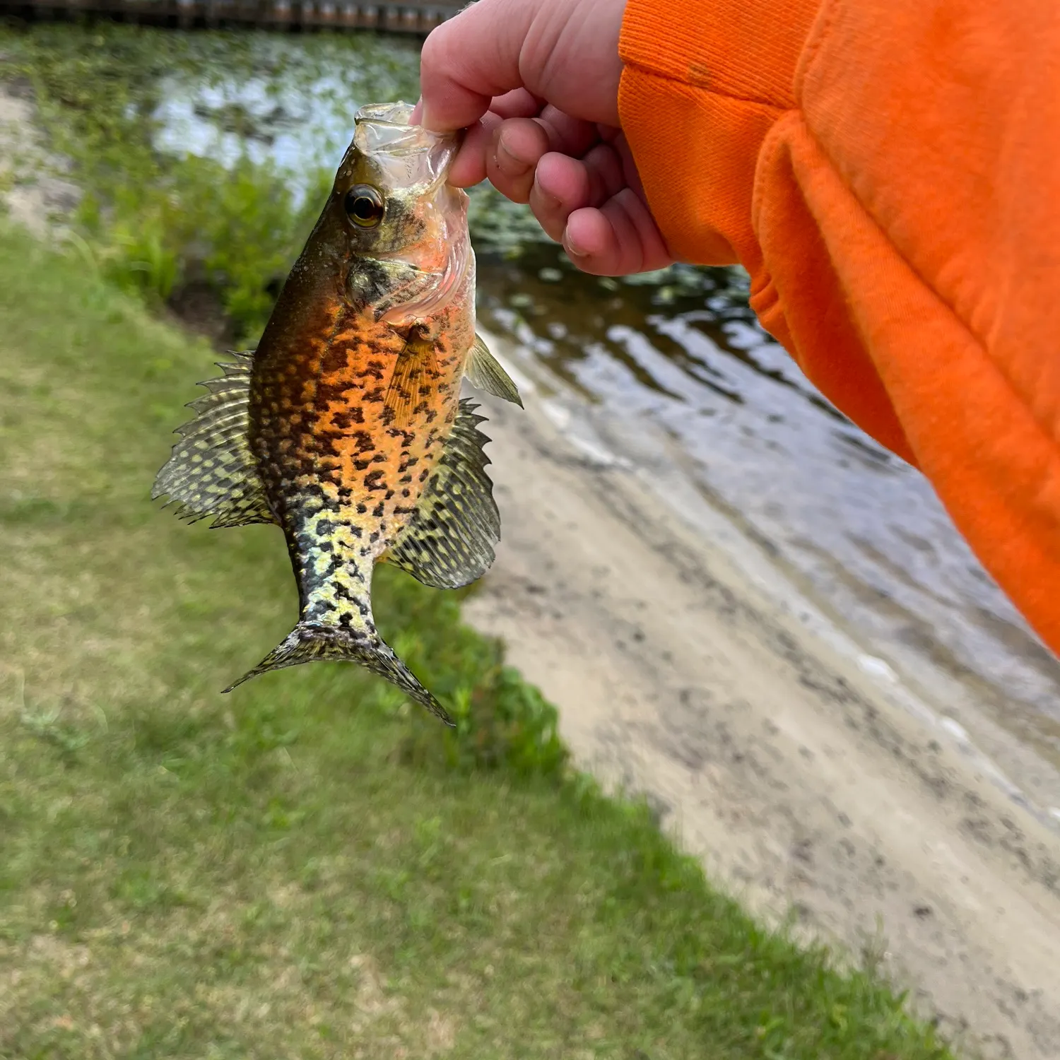 The most recent Black crappie catches on Fishbrain