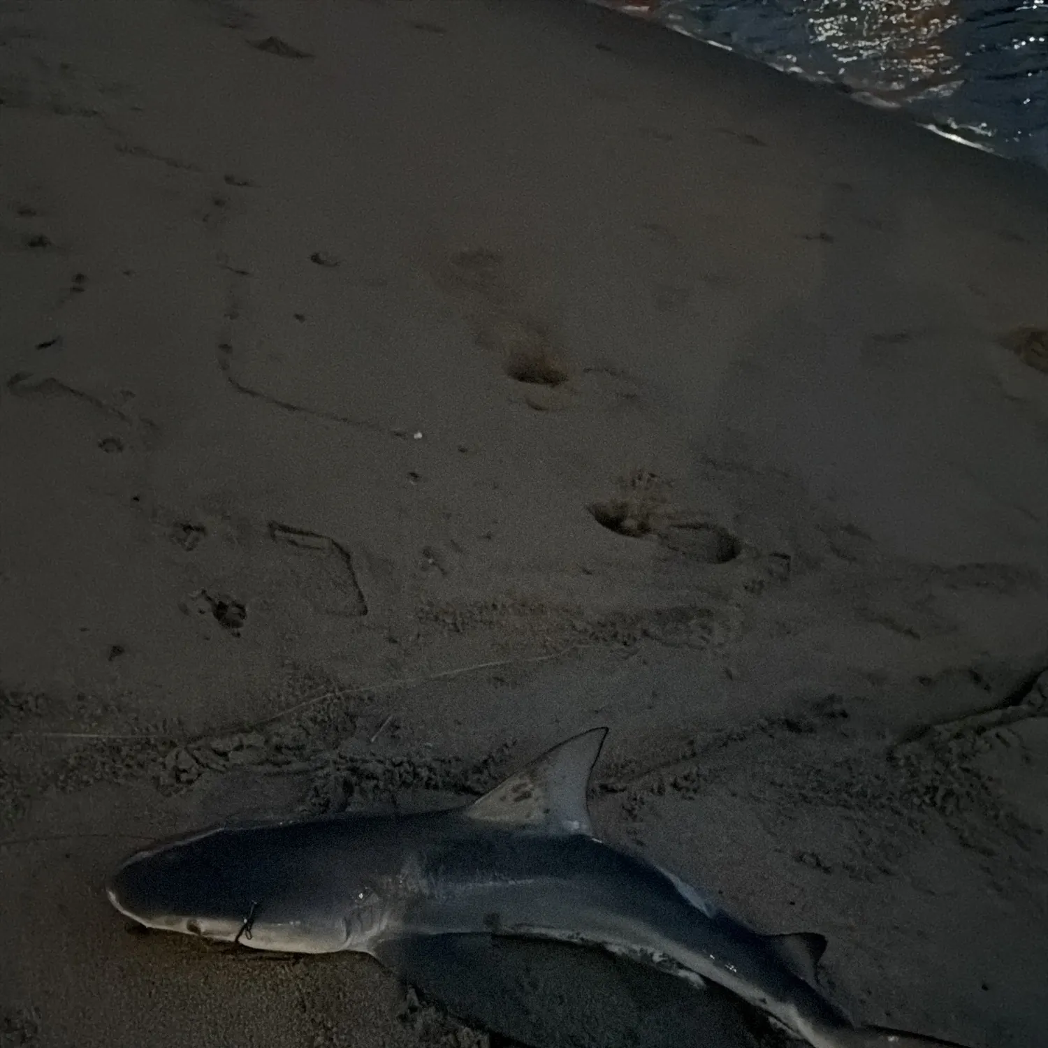 The most recent Bull shark catches on Fishbrain