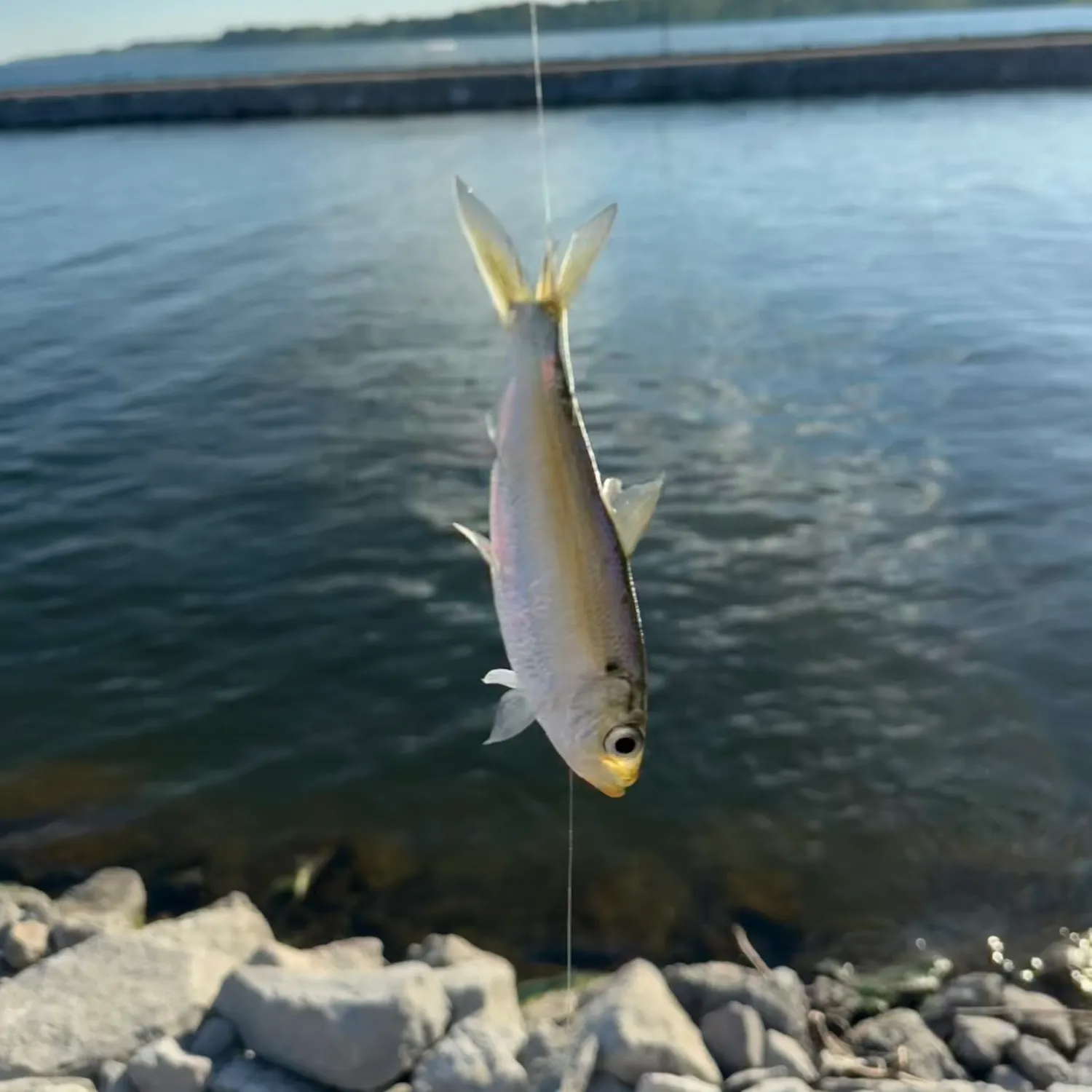 The most recent Alewife catches on Fishbrain