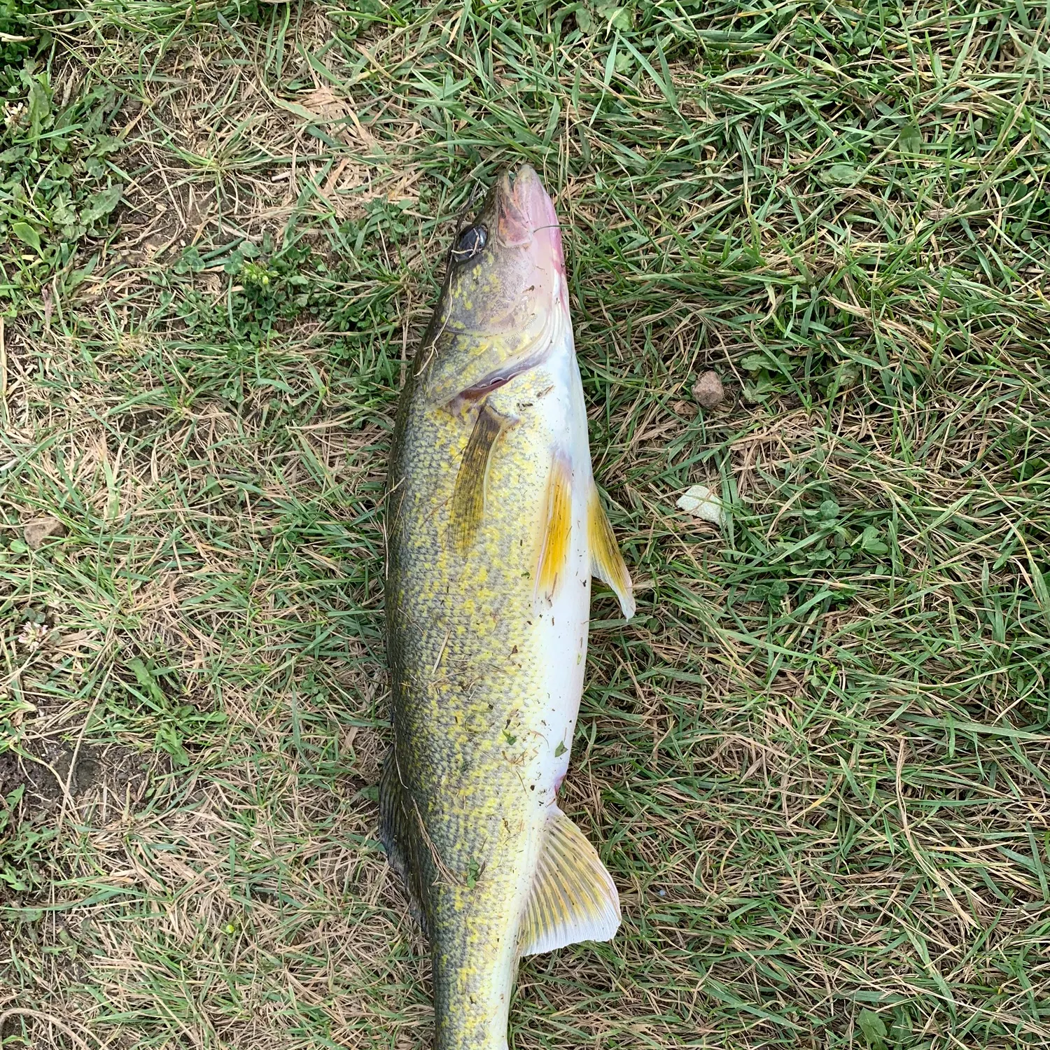 Walleye caught on Fishbrain