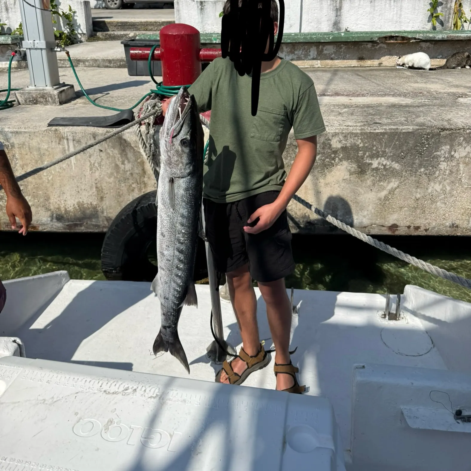 The most recent Great barracuda catches on Fishbrain