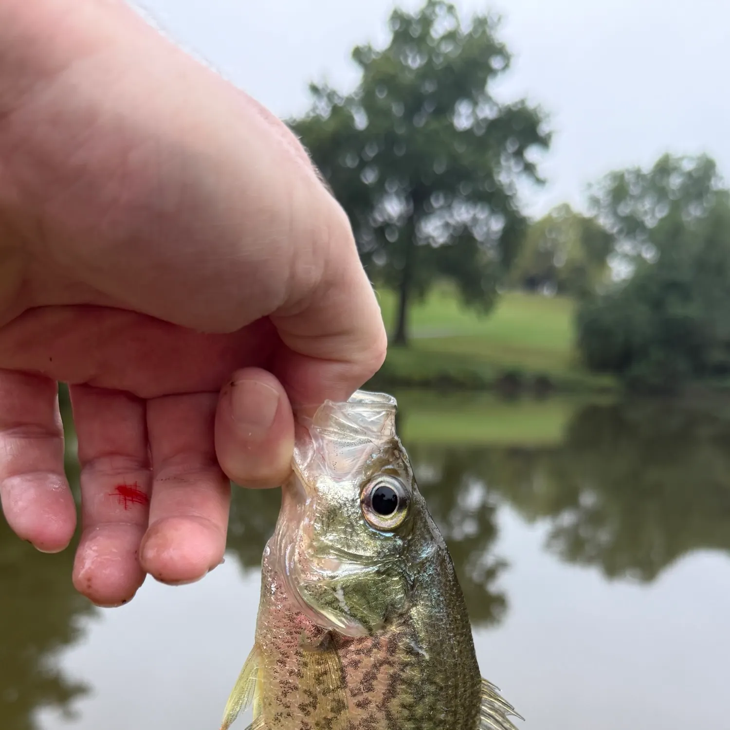 Black crappie caught on Fishbrain