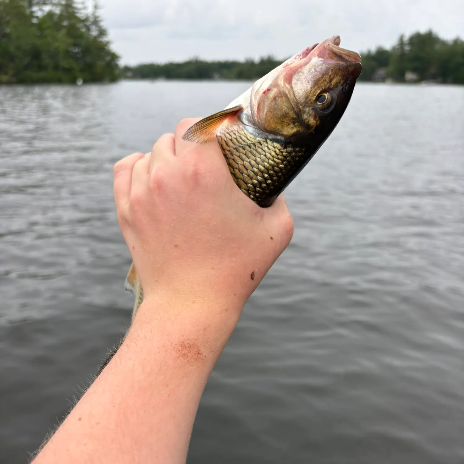 catch