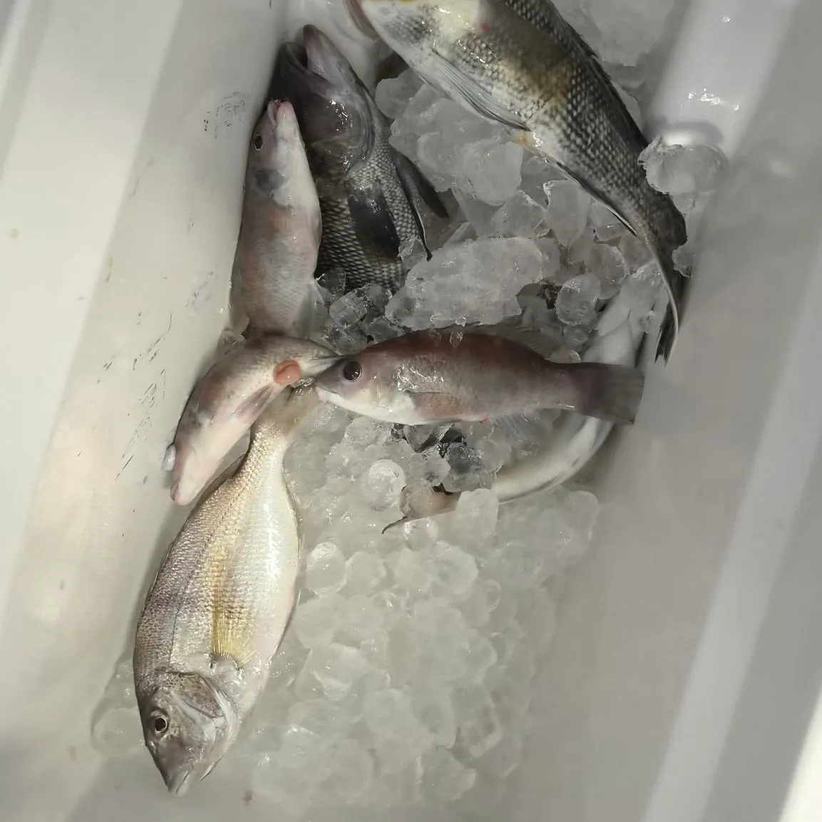 Black sea bass caught on Fishbrain