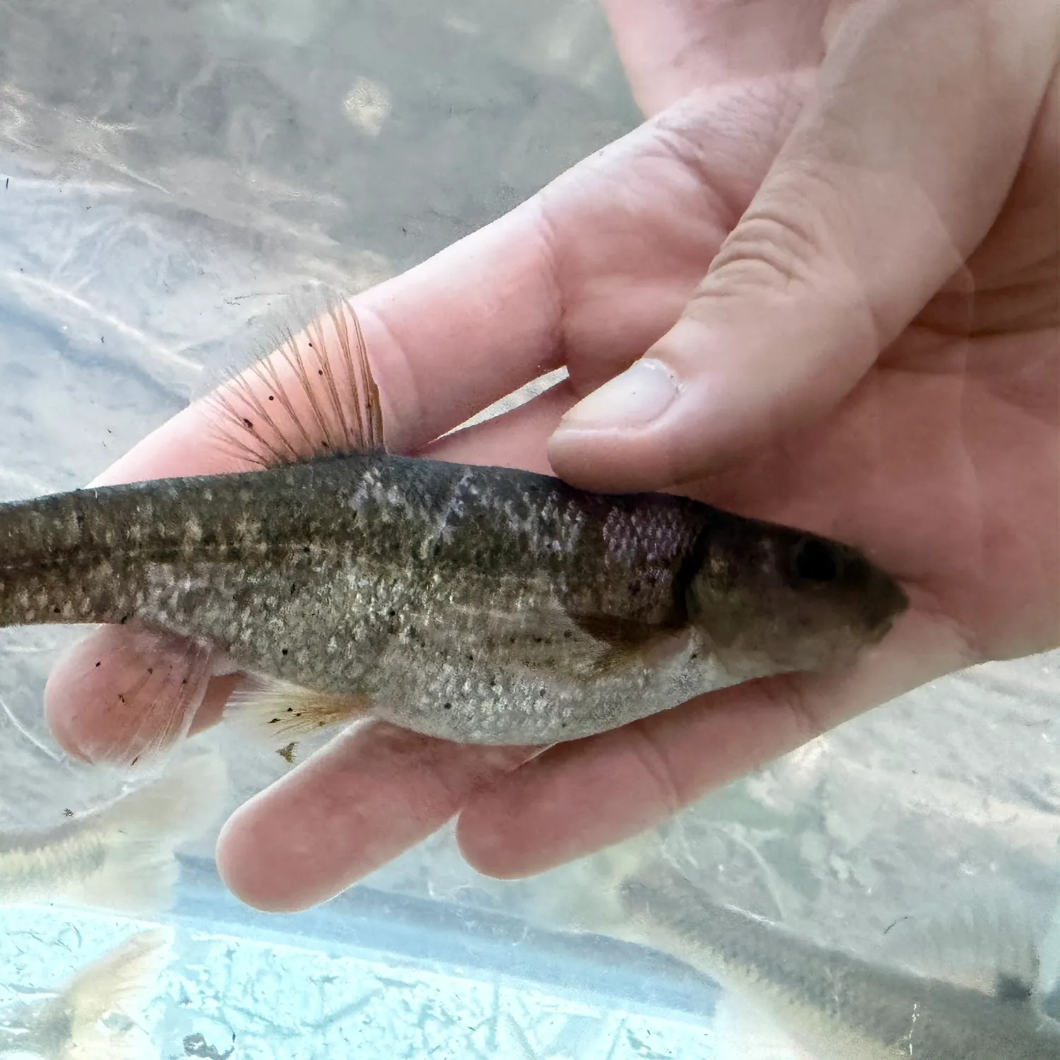 The most recent Tonguetied Minnow catches on Fishbrain