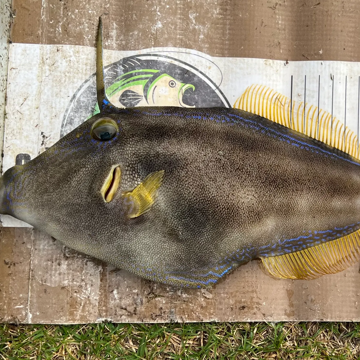 The most recent Yellowfin leatherjacket catches on Fishbrain