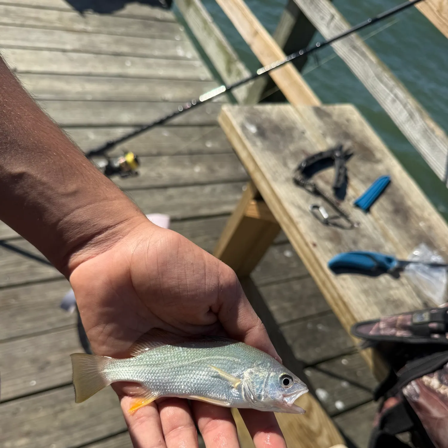 Sand seatrout caught on Fishbrain