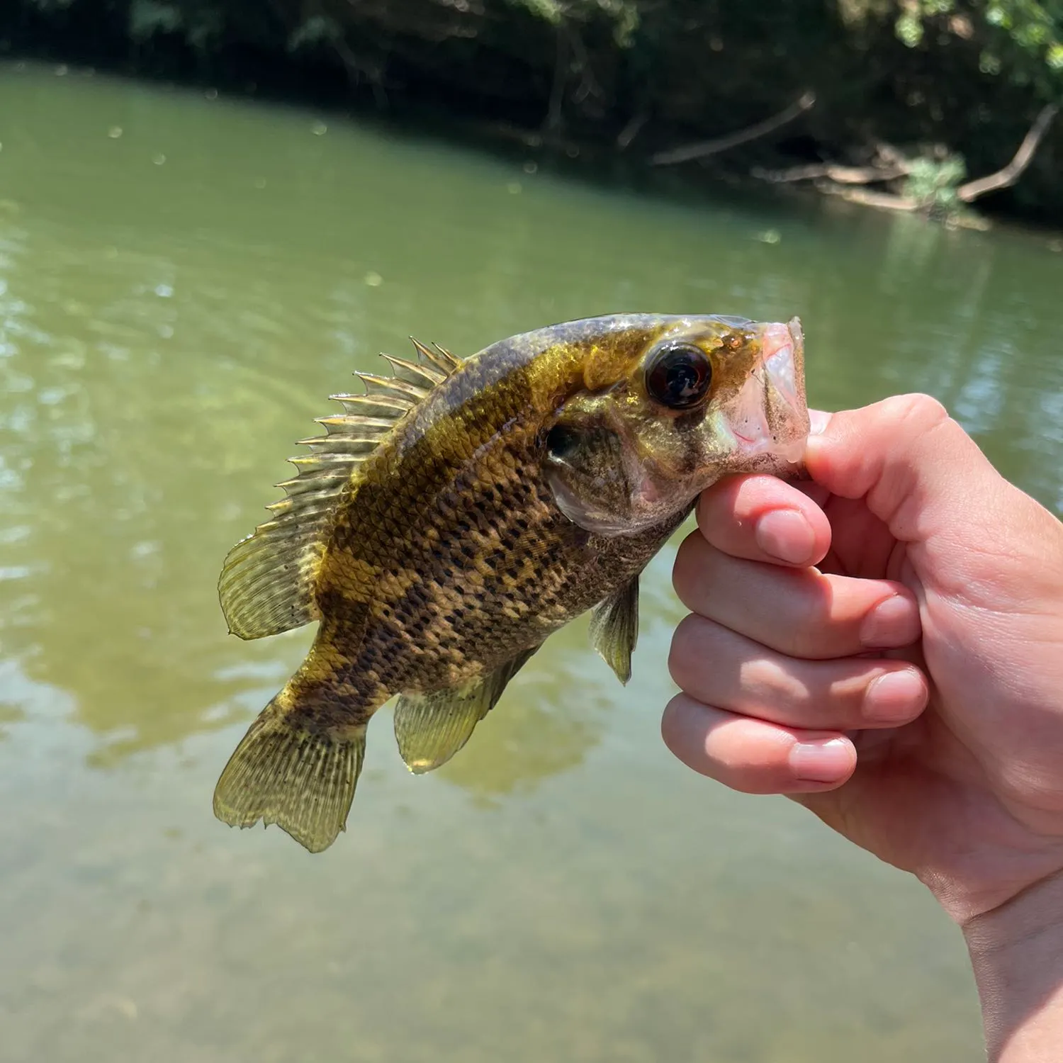 angler catch