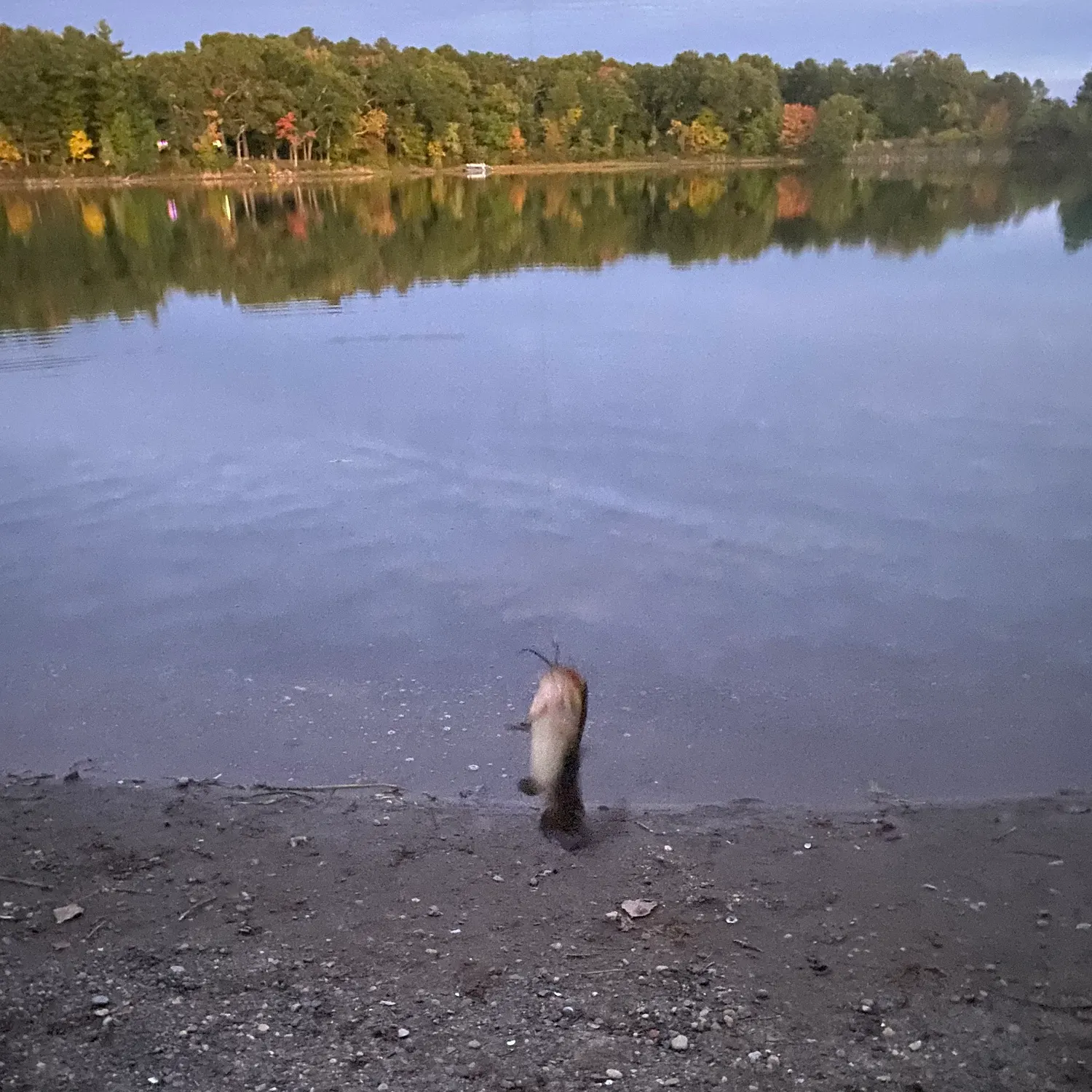 Black bullhead caught on Fishbrain