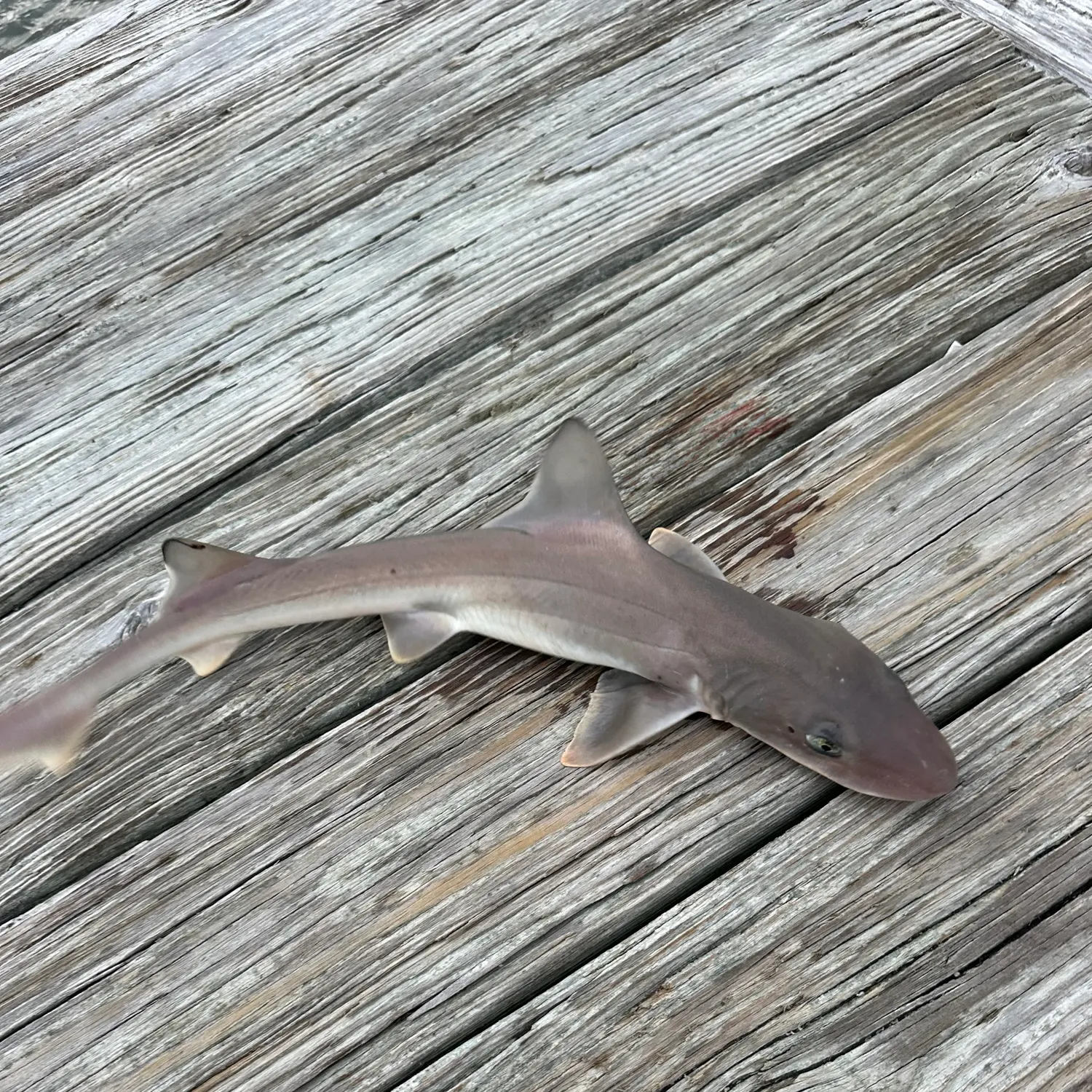 Dusky smooth-hound caught on Fishbrain
