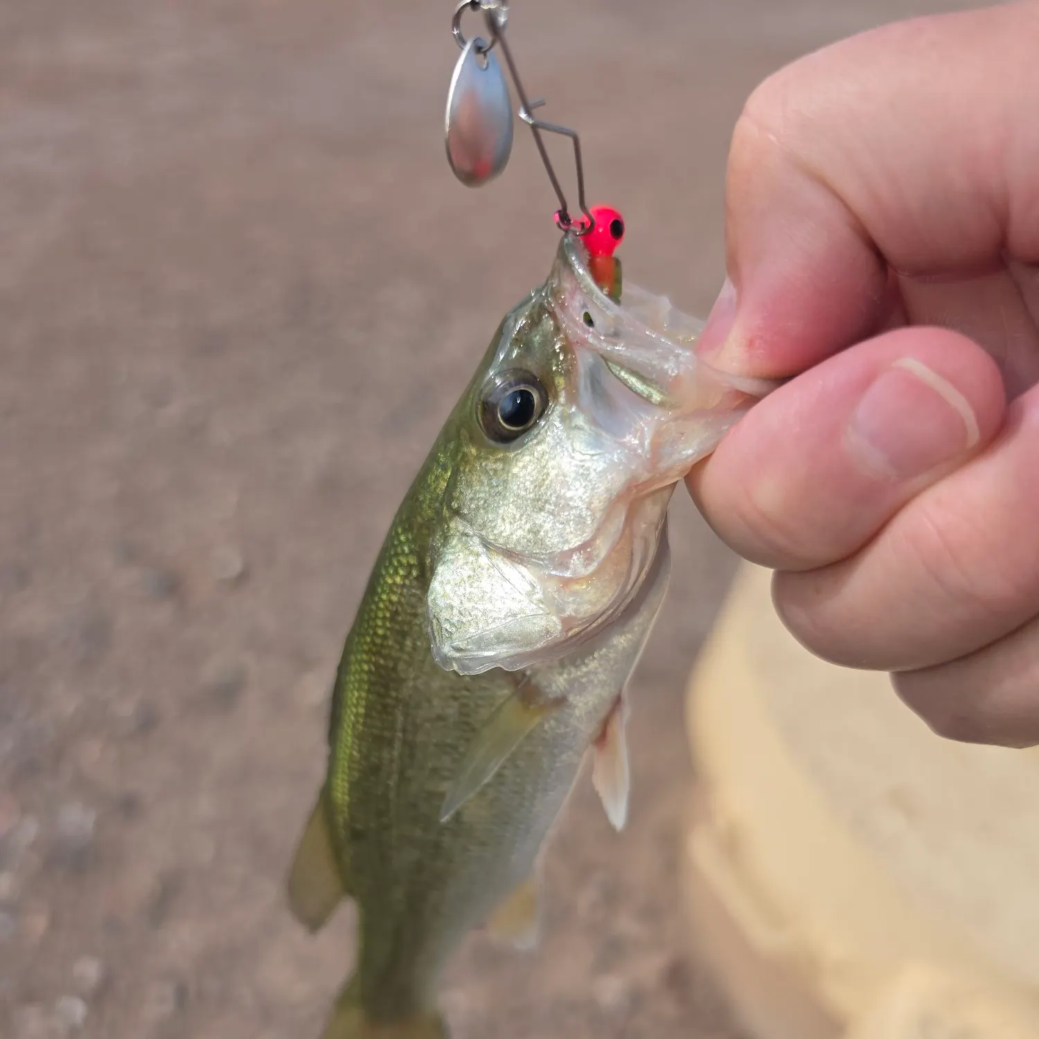 daiwa clothing reel bags TACKLE BAG – Daiwa US Size:14 lb this collapsible tackle bag BFS Wisconsin Bass Fishing Guide