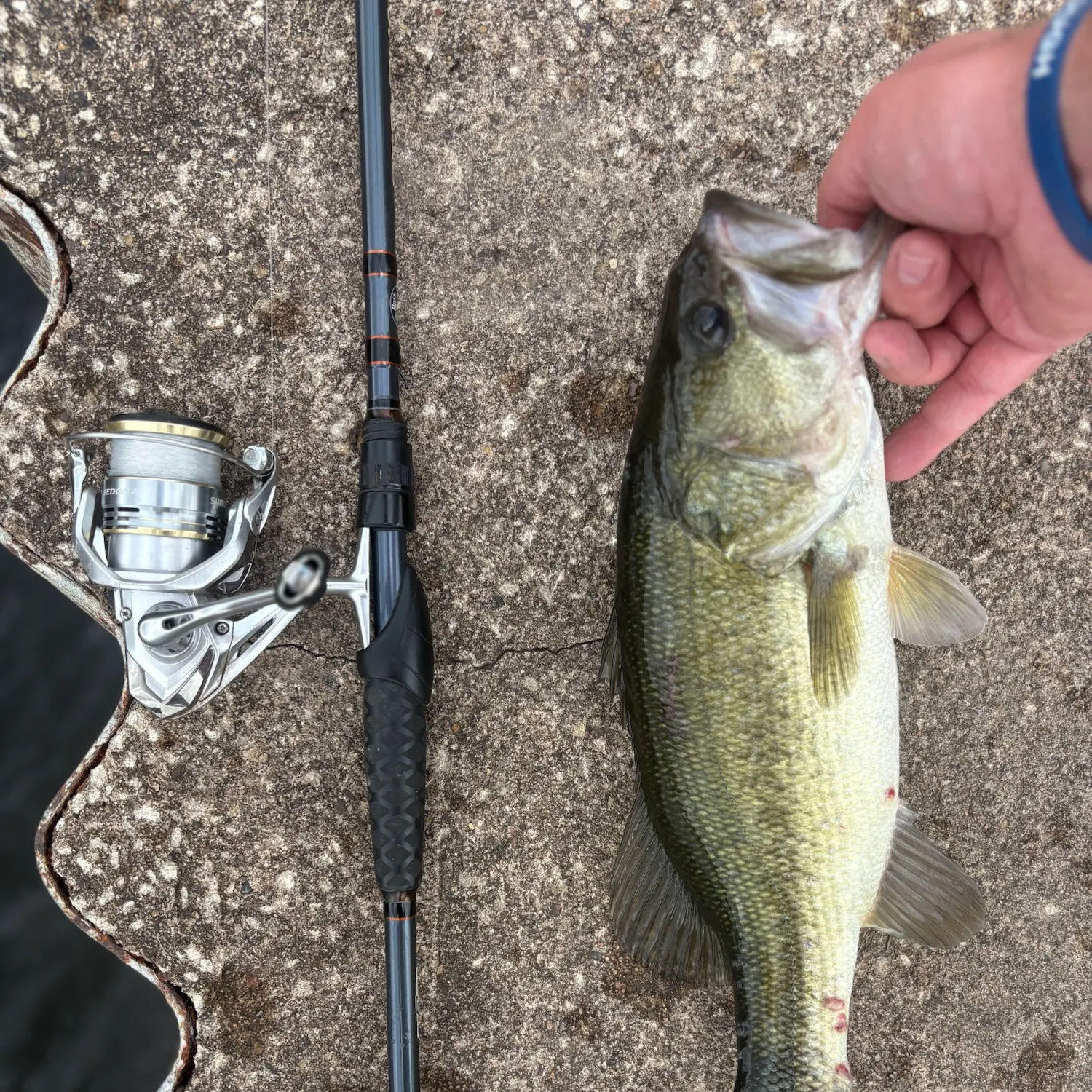 Largemouth bass caught on Fishbrain