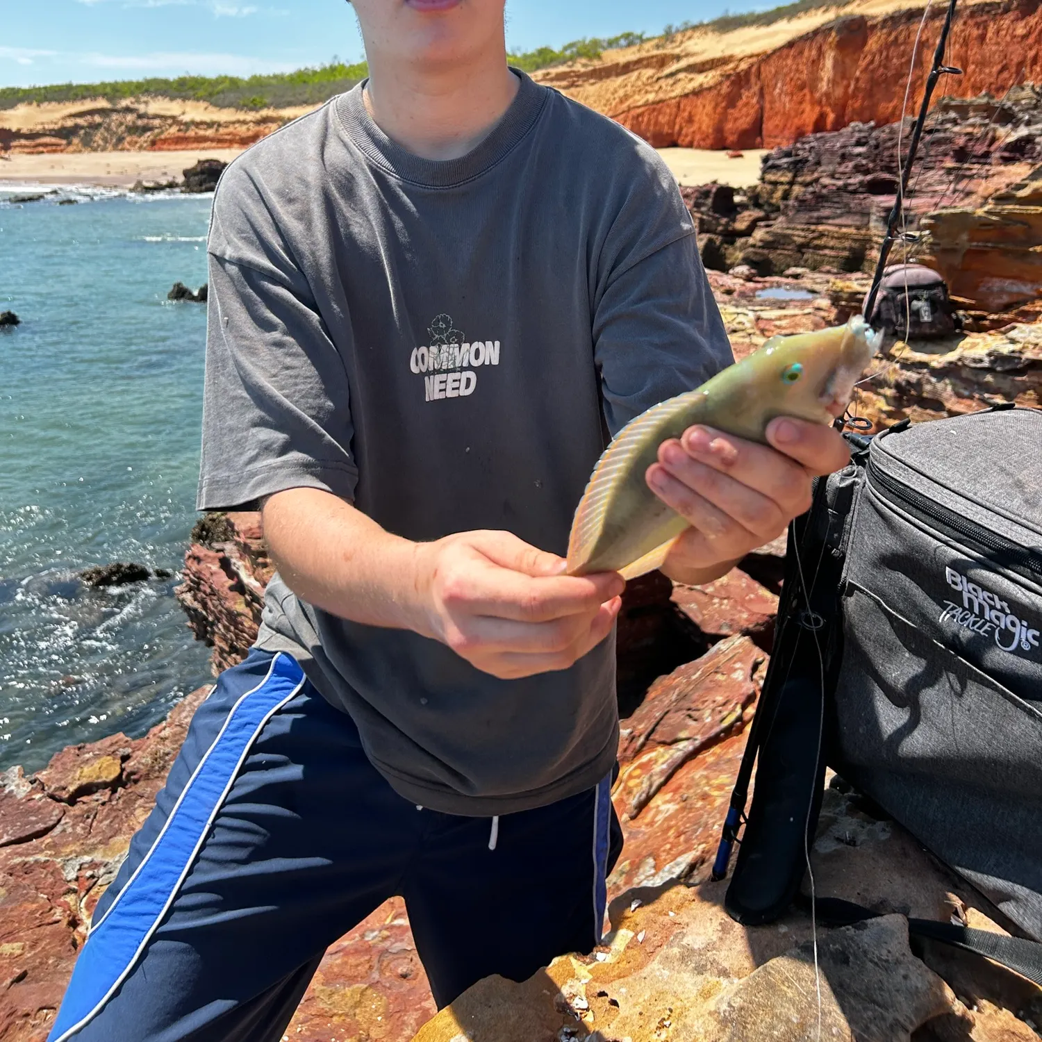 The most recent Blackspot tuskfish catches on Fishbrain